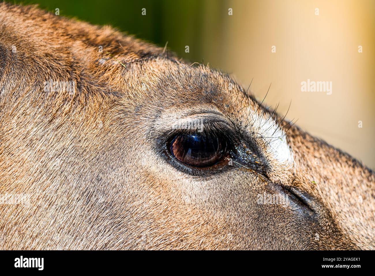 Nahaufnahme des Auges eines Dybowski-Hirschkalbes. Stockfoto
