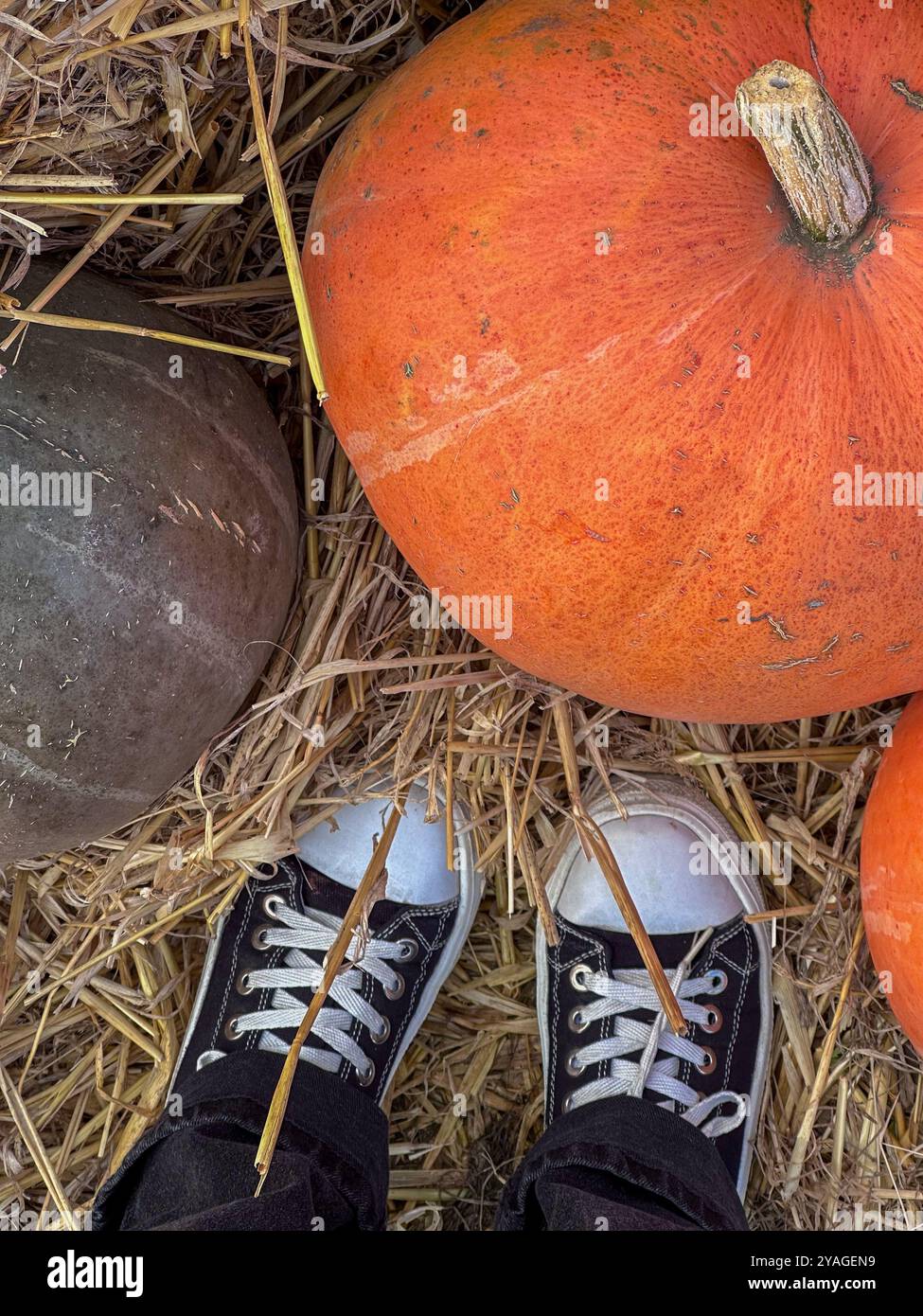 Eine Person, die einen großen orangefarbenen Kürbis am Stiel hält Stockfoto