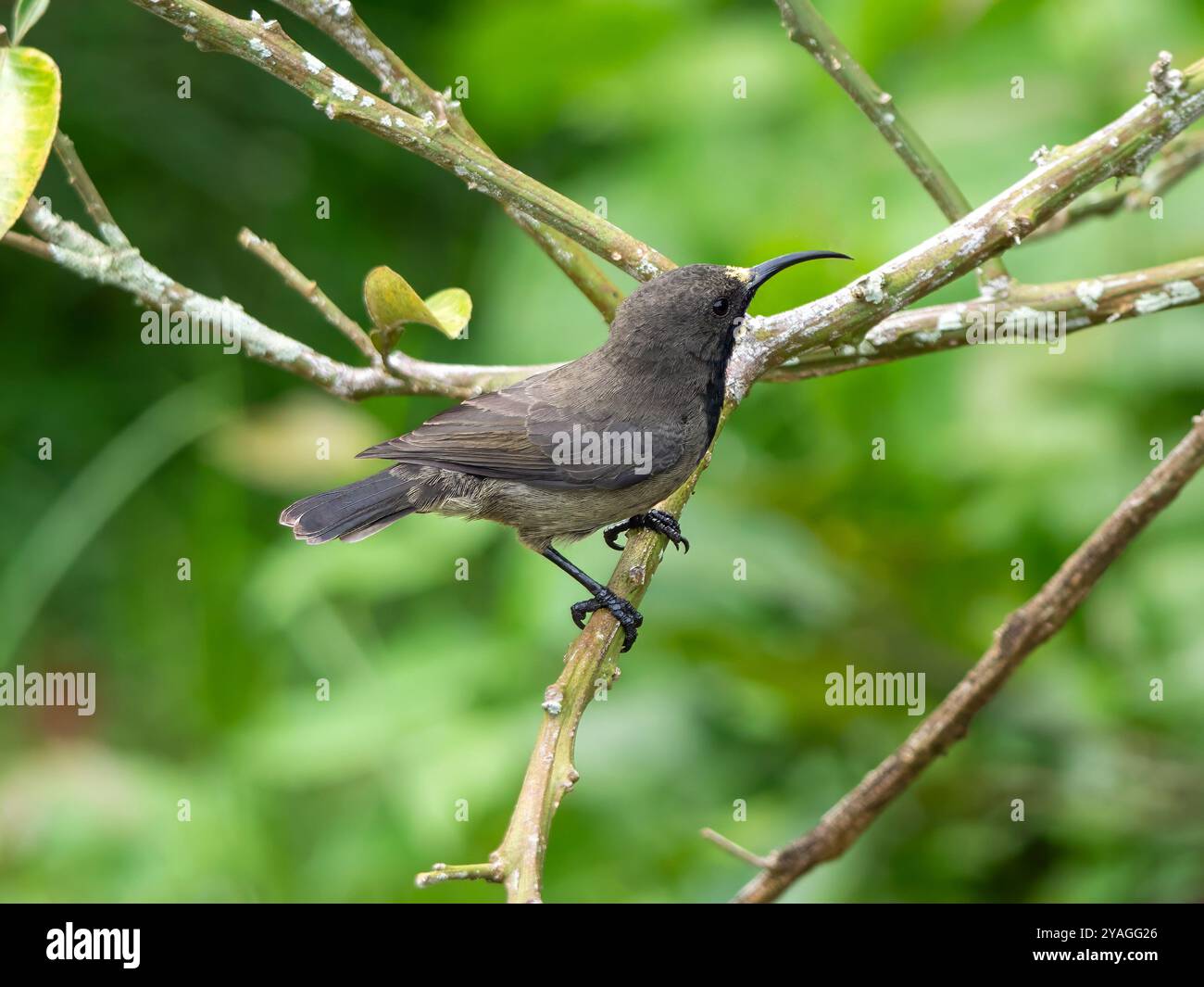 Ein Seychellen-Sonnenvogel (Cinnyris dussumieri) auf einem Zweig im Gewürzgarten Le Jardin du ROI auf Mahé, Seychellen. Stockfoto