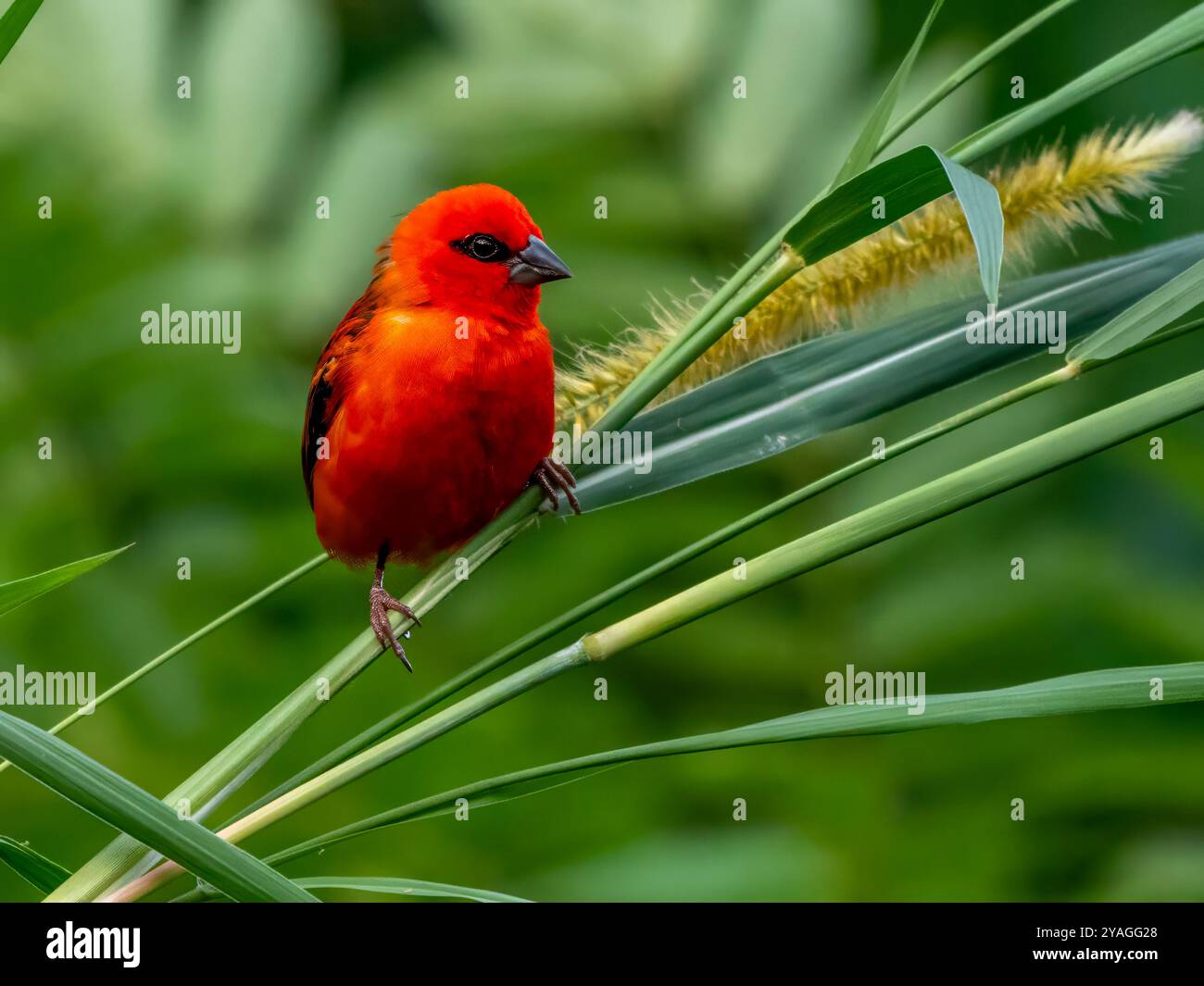 Ein Madagaskar-Webervogel (Foudia madagascariensis) im Gewürzgarten Le Jardin du ROI auf Mahé, Seychellen. Stockfoto