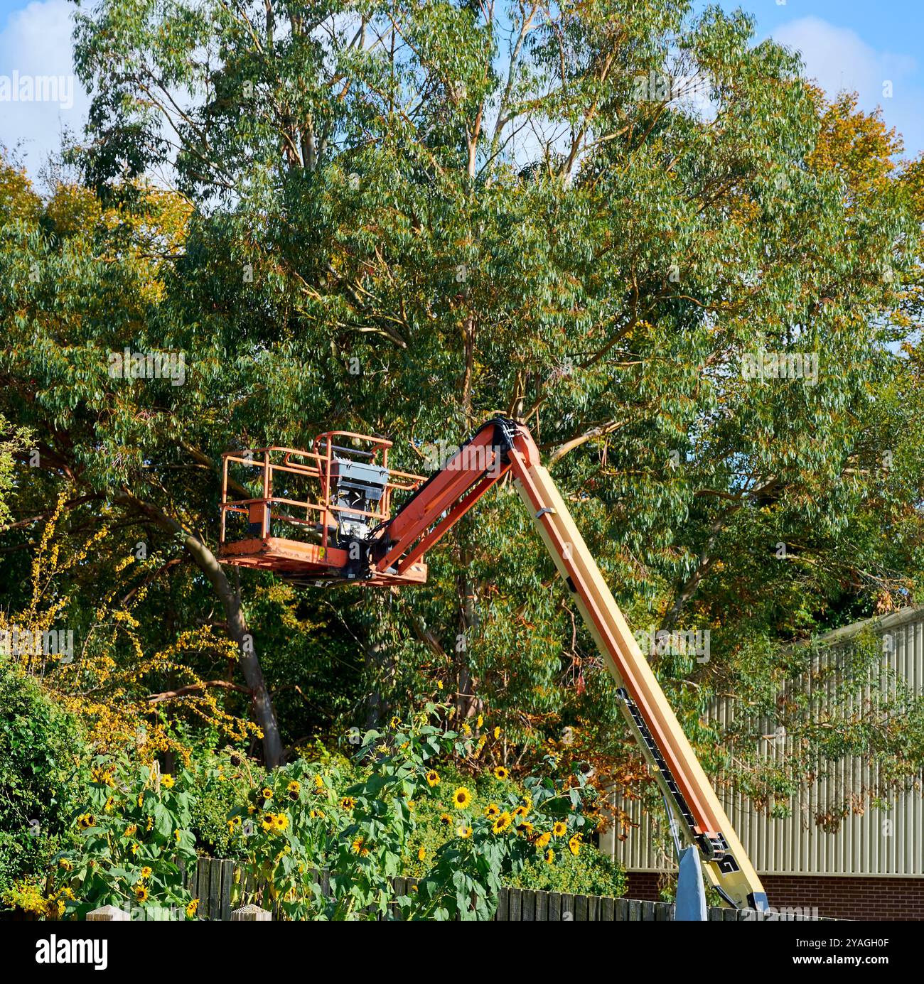 Sonnenblumen und eine erhöhte Plattform an einem Depot hinter einem Garten, Lancaster Stockfoto