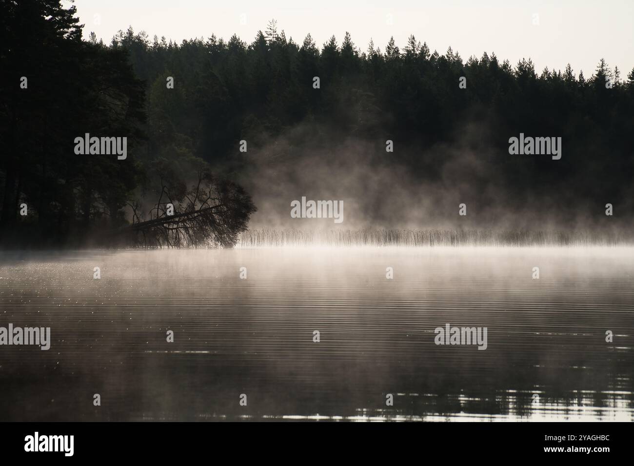 Nebelschäden über einem See in Schweden in Schwarz-weiß. Ein toter Baum ragt bei Sonnenaufgang ins Wasser. Skandinavische Natur Stockfoto