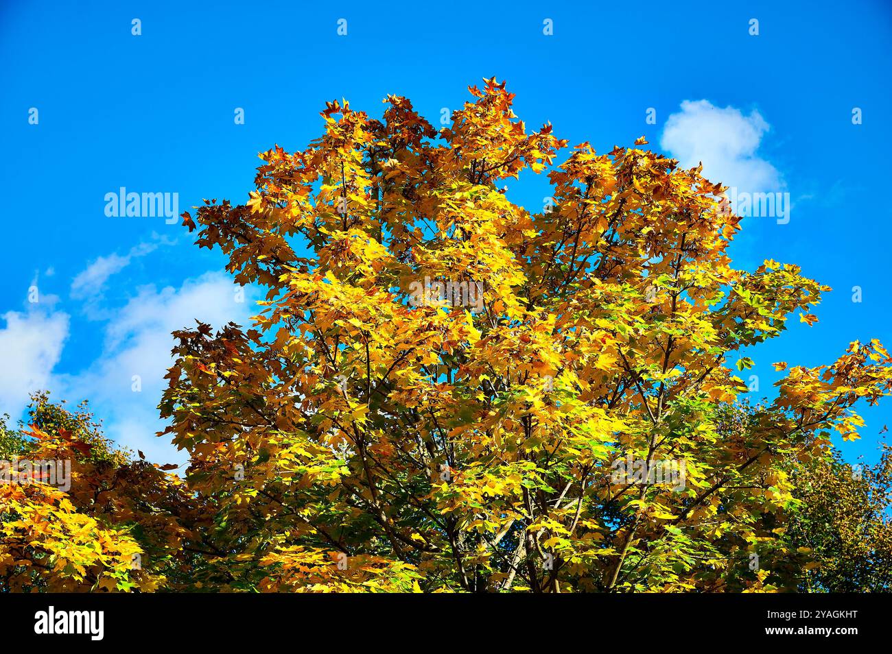 Roter und goldener Baum vor blauem Himmel Stockfoto
