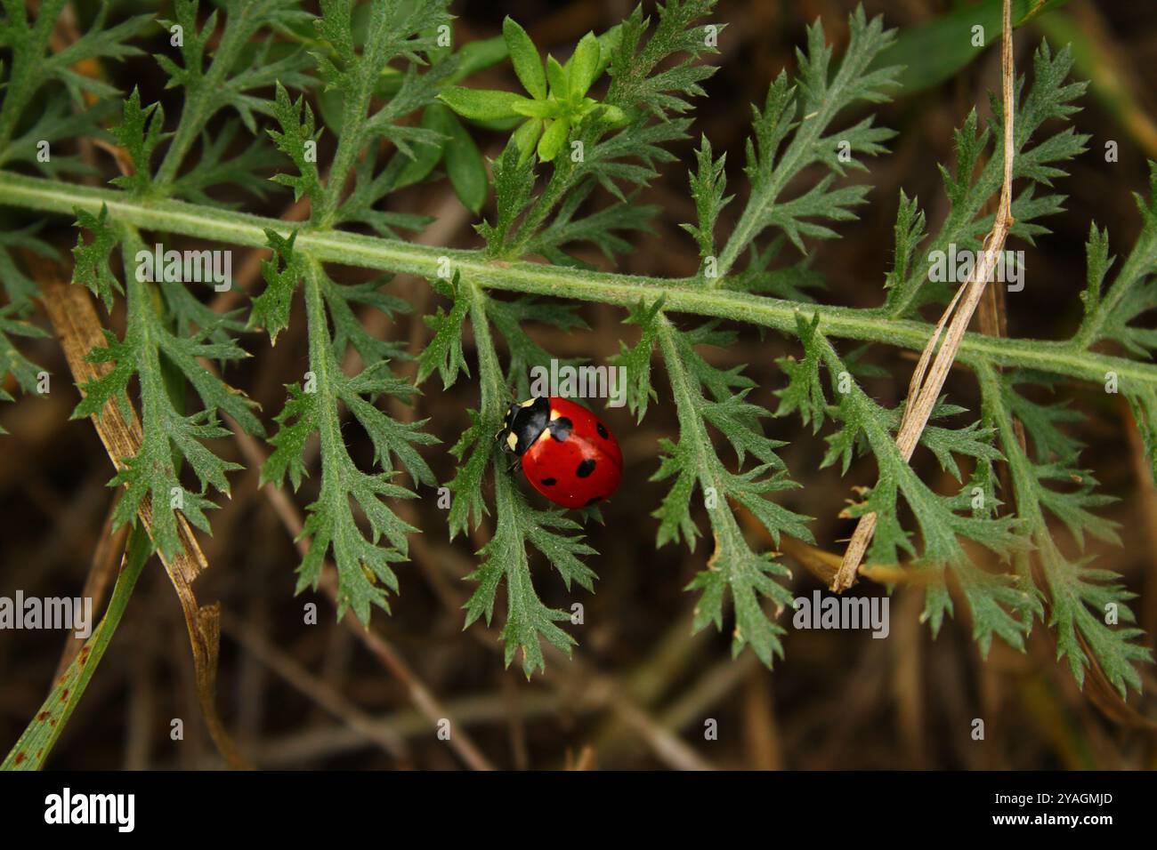 Natürliche Harmonie: Blumen, Blätter und Insekten in ihrer natürlichen Umgebung, die die Schönheit und Vielfalt der Tierwelt veranschaulichen Stockfoto