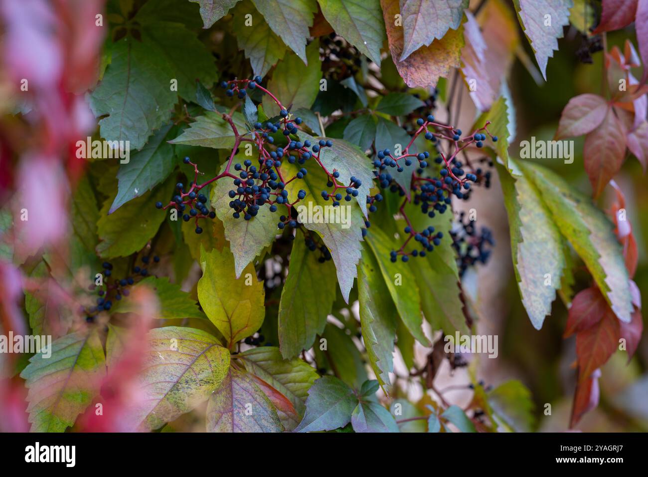 Virginia Creeper (Parthenocissus Quinquefolia) in der Herbstsaison. Dunkelblaue Beeren und bunte Blätter von Virginia Creeper im Herbst. Hintergrund. Stockfoto