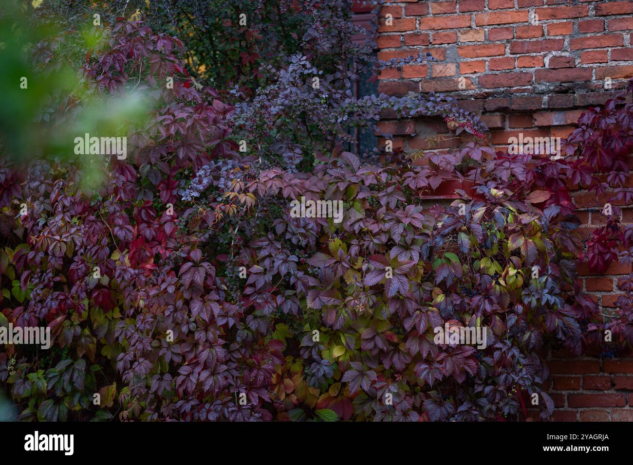 Virginia Creeper (Parthenocissus quinquefolia) in Herbstfarben. Rote Blätter von dekorativen Trauben auf einer Terrakota-Ziegelmauer fallen. Herbstkonzept. Stockfoto