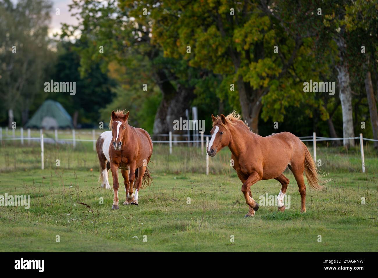 Pferde auf dem Fahrerlager. Estnische einheimische Pferde ( Estnische Klepper), die auf der Küstenwiese spazieren. Herbstkulisse und Nutztiere. Stockfoto