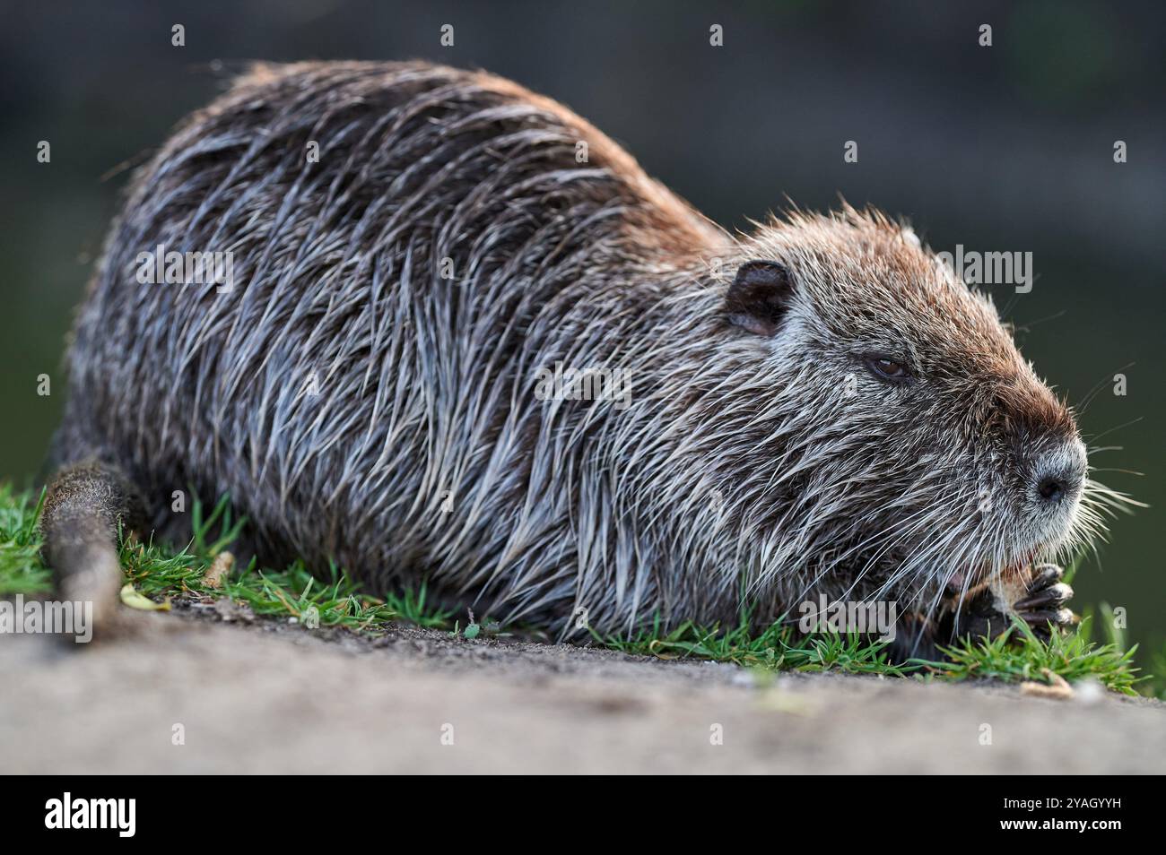 Amerikanische Nutria an einem Flussufer an einem schönen sonnigen Sommertag, Ganzkörper-Nahaufnahme. Stockfoto