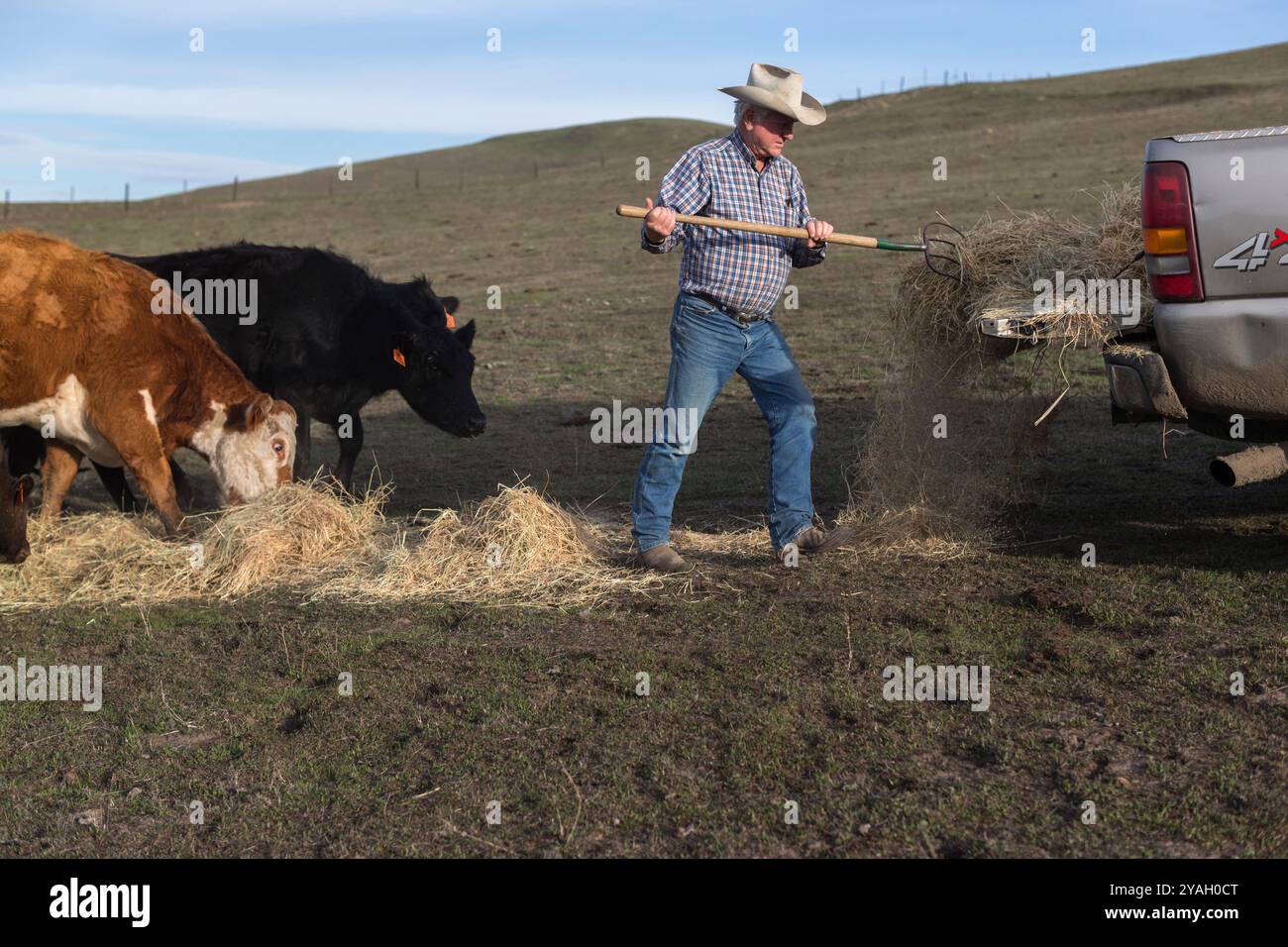 Landwirt, Der Rinder Füttert, Livermore, Kalifornien Stockfoto
