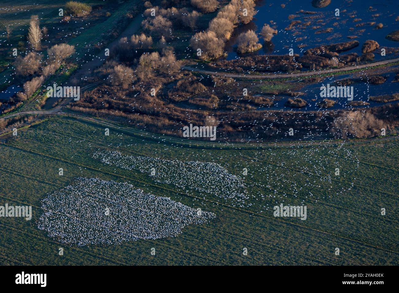 Gänse, In Der Nähe Von Modesto, Kalifornien Stockfoto