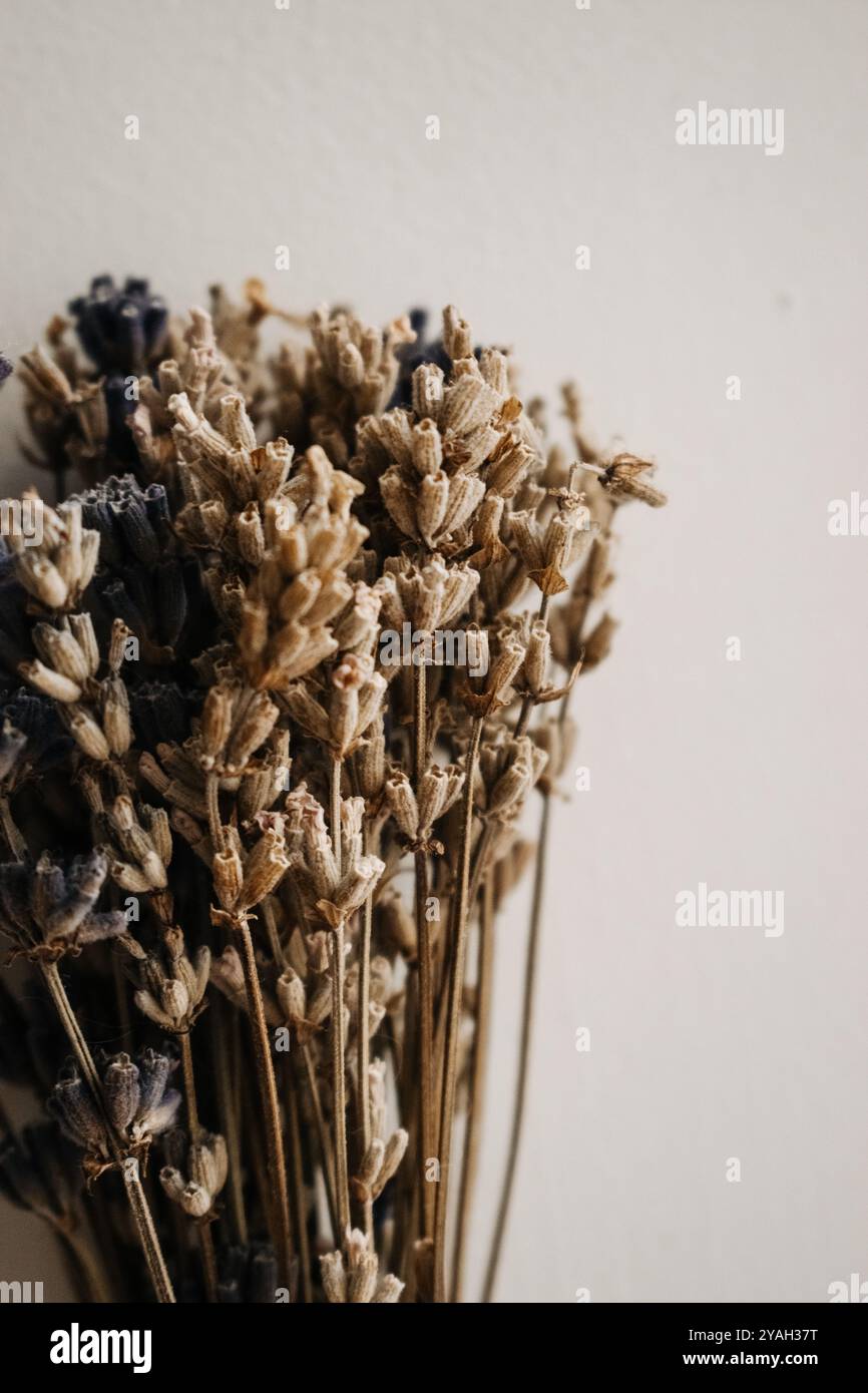 Ein Strauß trockener Lavendelblüten Stockfoto