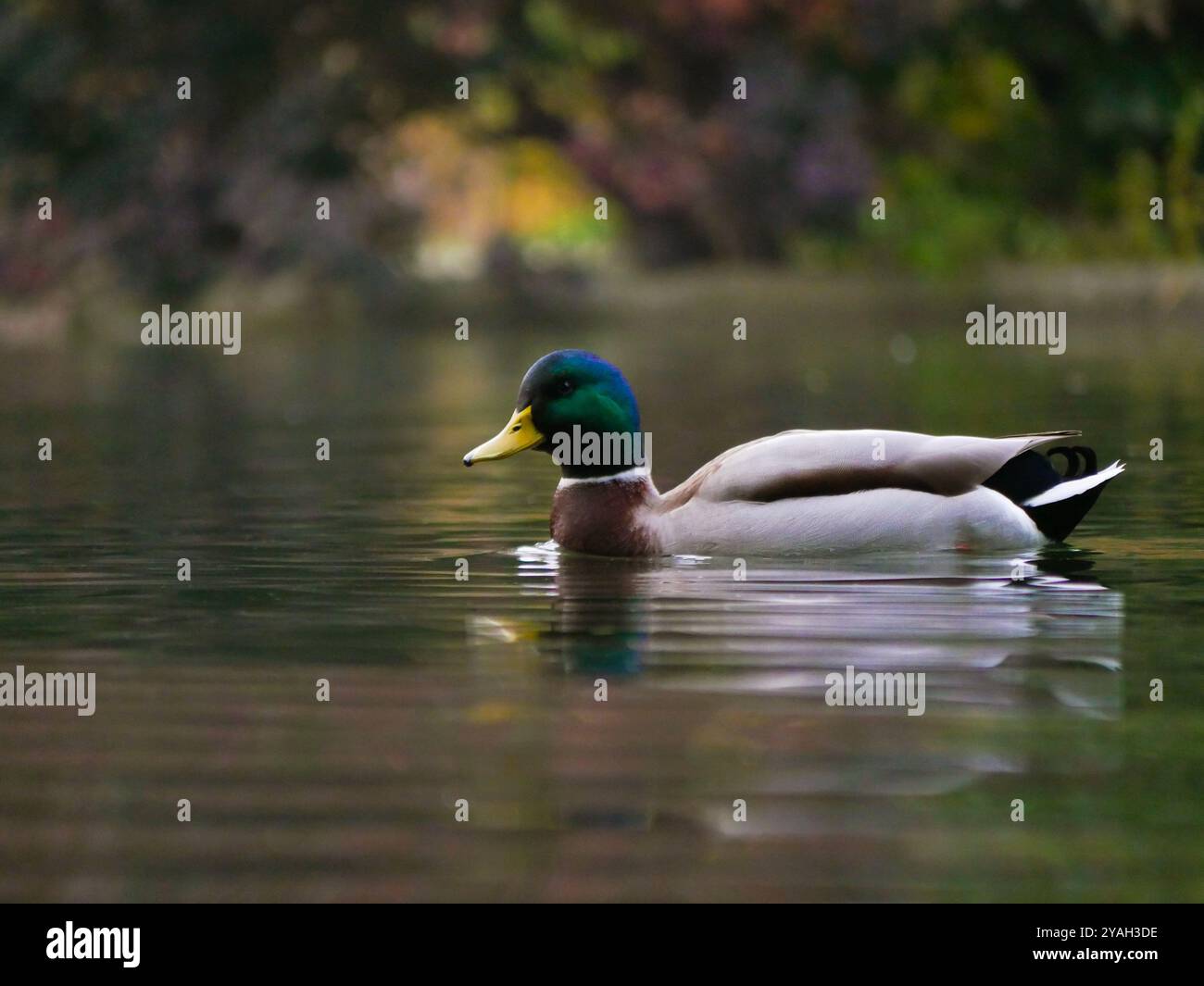 Ein Mallard Duck drake (Anas platyrhynchos) schwimmt in einem See im Turkenschanzpark in Wien. Stockfoto