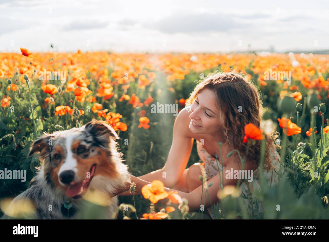 Frau und ihr australischer Schäferhund tummeln sich in einem lebhaften Mohnfeld Stockfoto