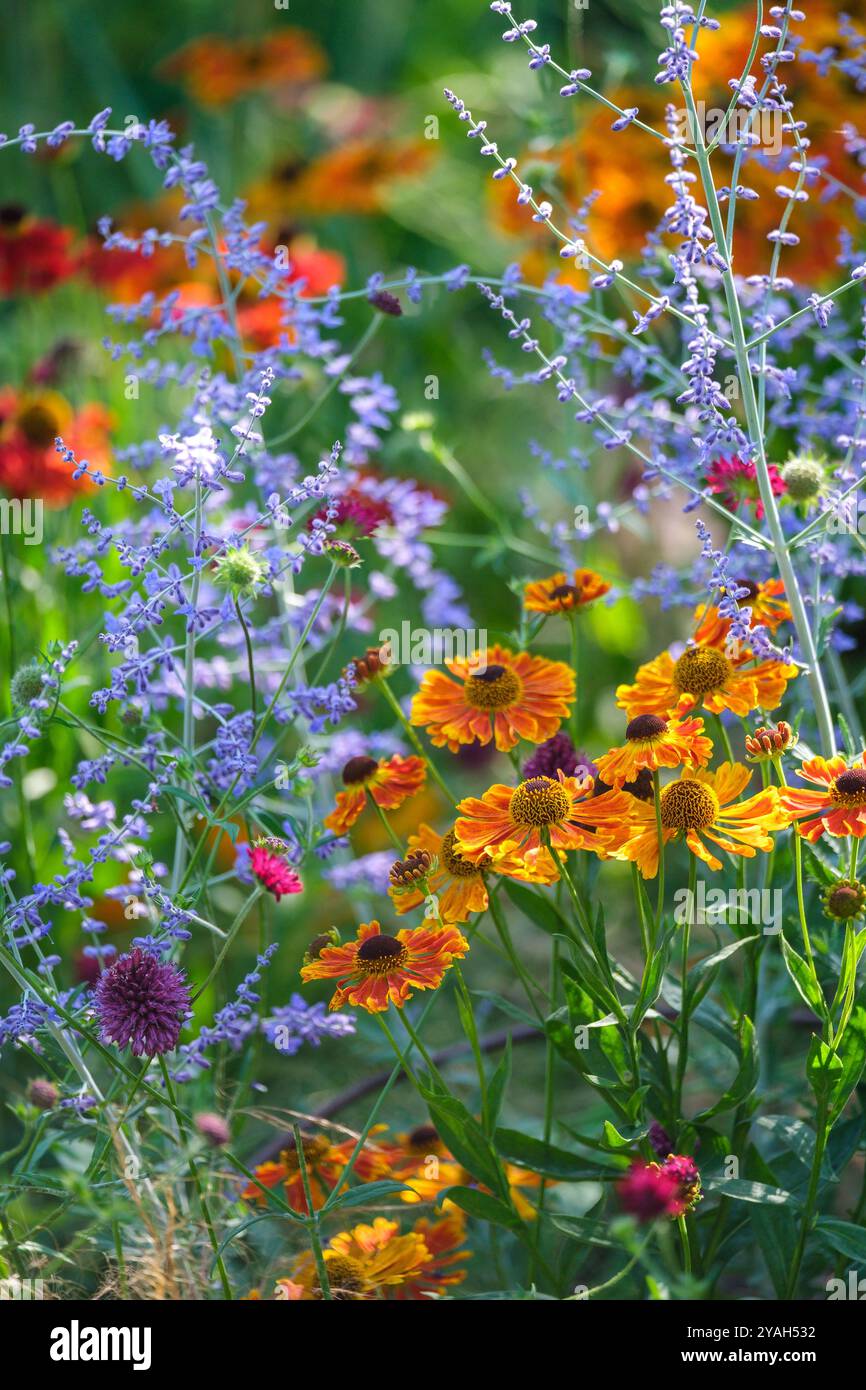 Gartenblumen in voller Blüte mit orangefarbenem Helinium und violettem russischen Salbei. Stockfoto