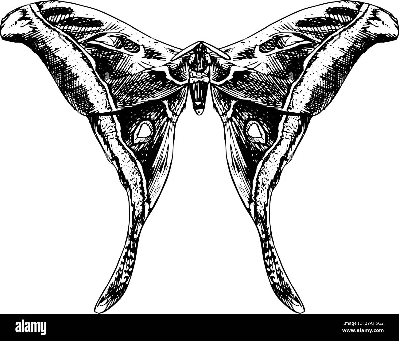 Moth – handgezeichnete Illustration von Insekten in Schwarz und weiß | inspiriert von Vintage-Stilen, perfekt für Naturaufnahmen Stockfoto