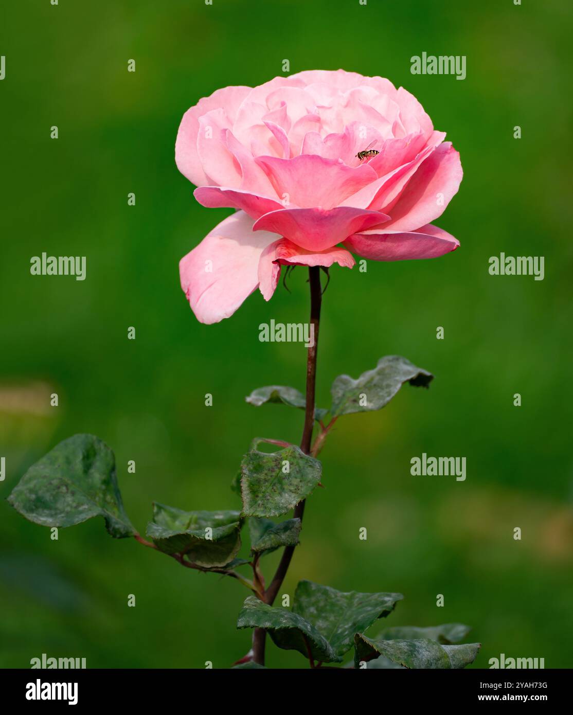 Eine Nahaufnahme einer rosafarbenen Rose auf grünem Hintergrund, auf deren Blütenblatt eine Biene sitzt. Stockfoto