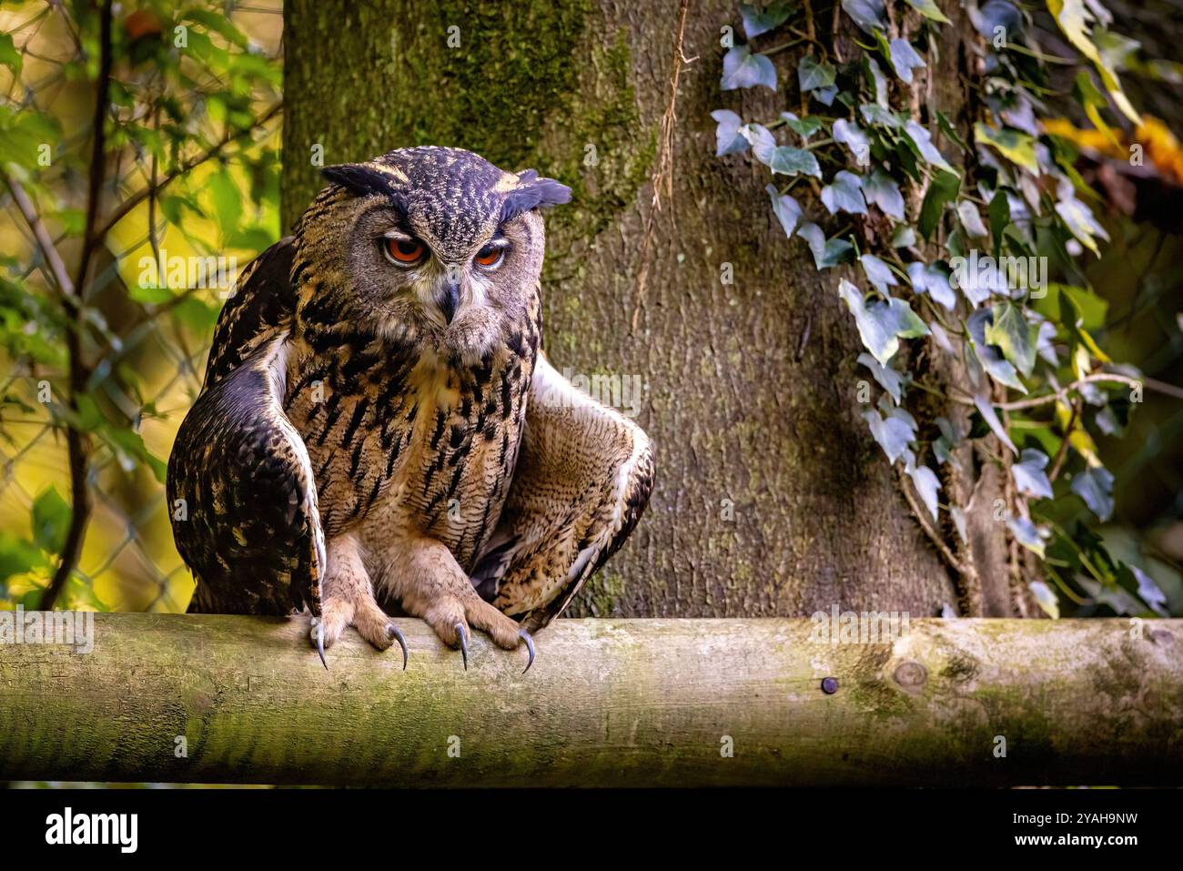 Die Eurasische Uhu Stockfoto