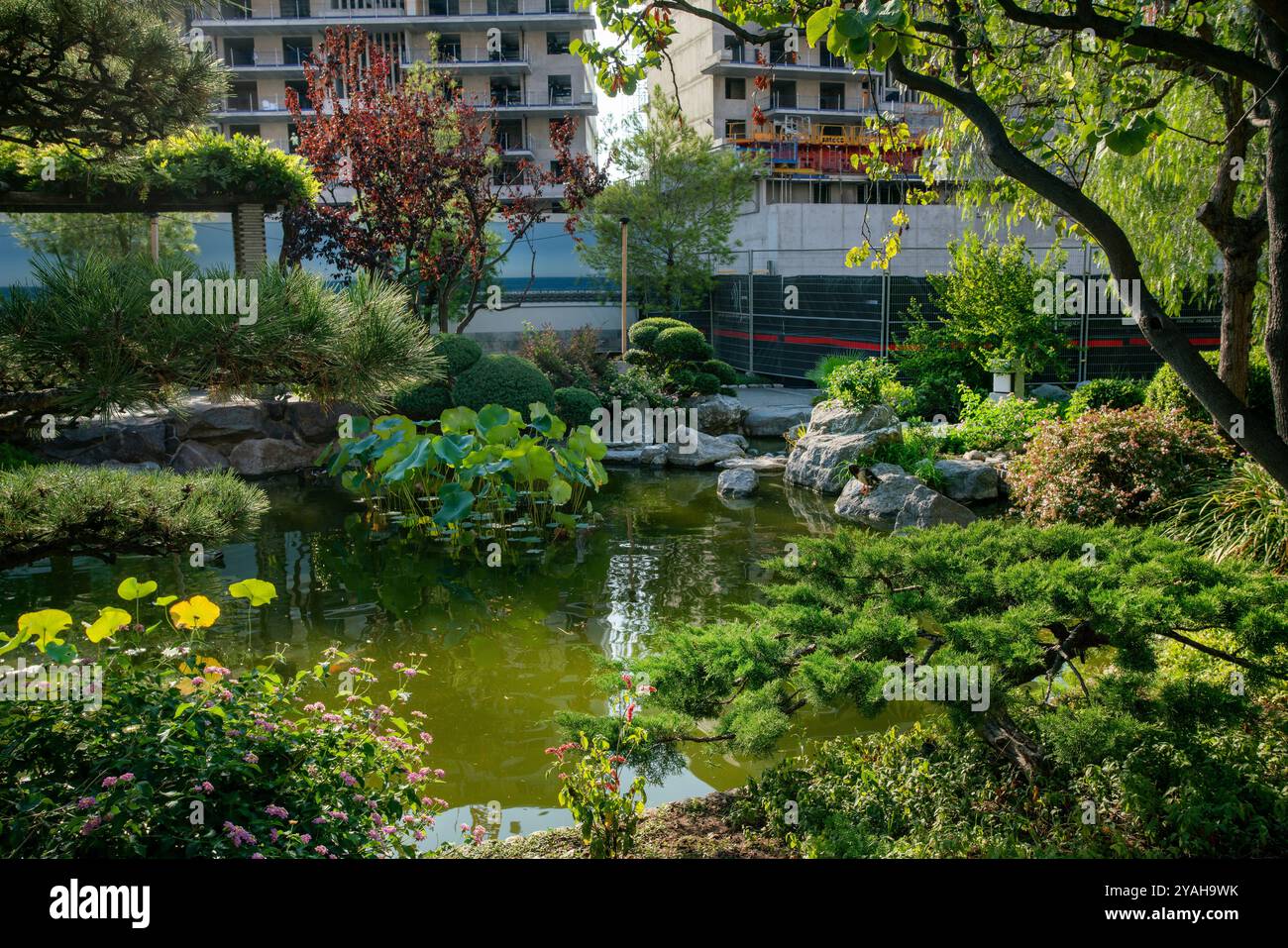 Herrlicher Blick auf den japanischen Garten mit Teich und Warzenpflanzen sowie Dudj und wacholder in Monaco. Hinter neuen Gebäuden wird thai auf Stelzen in Th Stockfoto