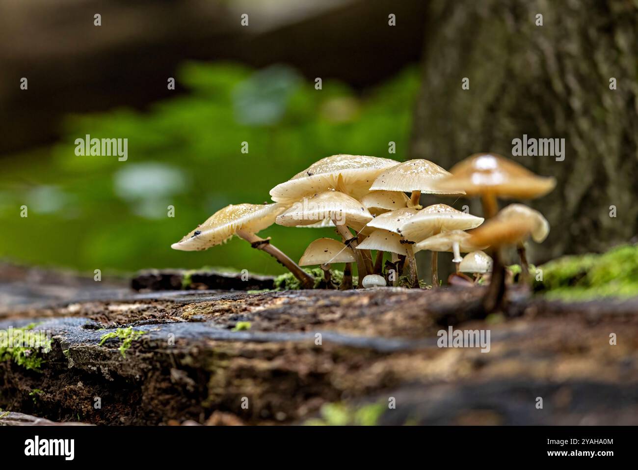 Pilze im Wald beim Fall Stockfoto