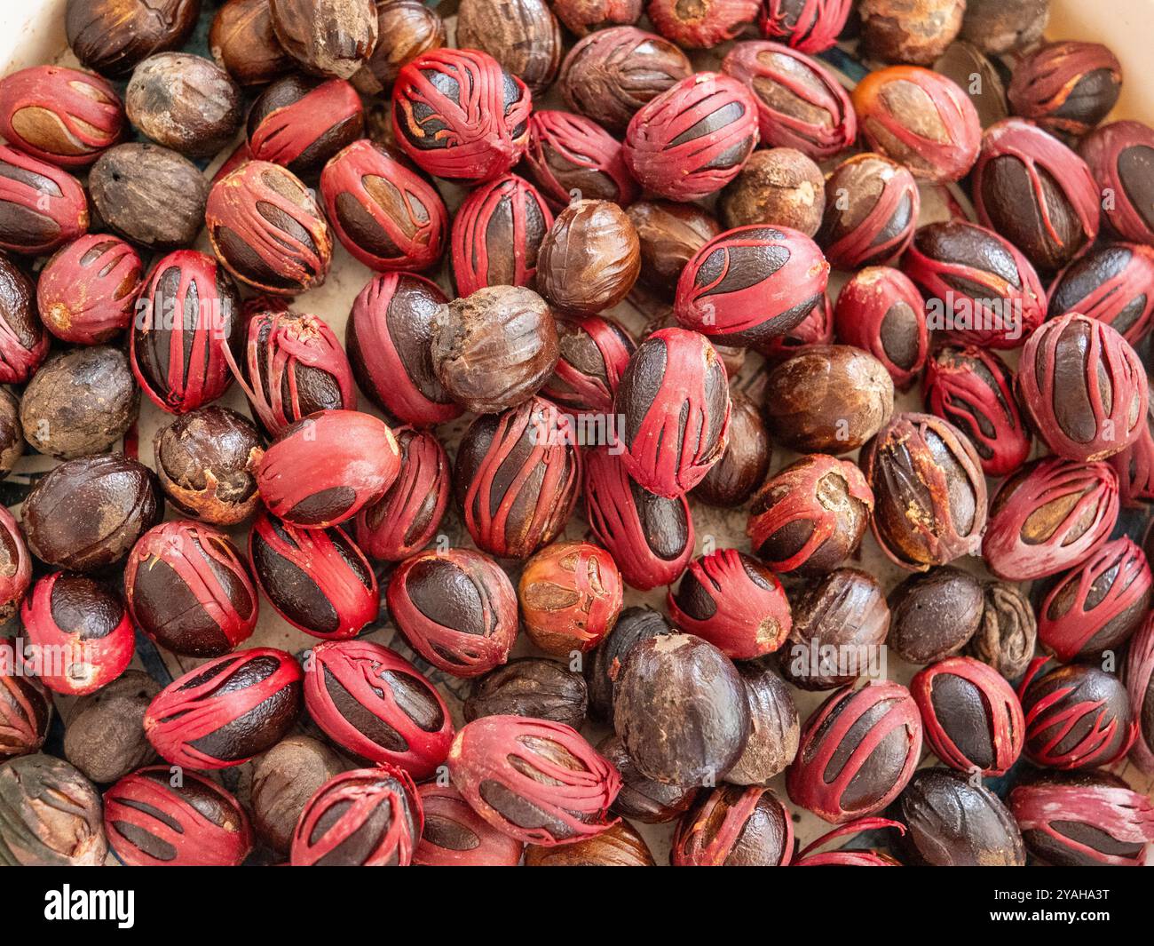 Muskatnüsse, frisch geerntet vom Muskatbaum (Myristica duftet) im Gewürzgarten Le Jardin du ROI auf Mahé auf den Seychellen. Stockfoto