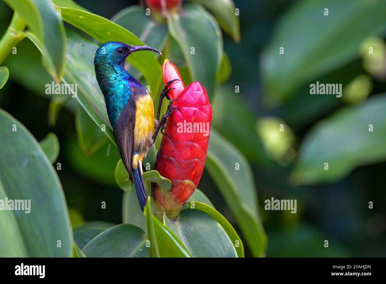 Ein MÄNNLICHER VARIABLER SUNBIRD - Cinnyris vemusta - Masaka Ugandai Stockfoto
