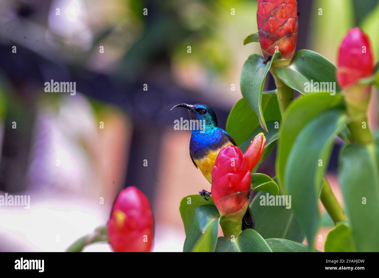 Ein MÄNNLICHER VARIABLER SUNBIRD - Cinnyris vemusta - Masaka Ugandai Stockfoto