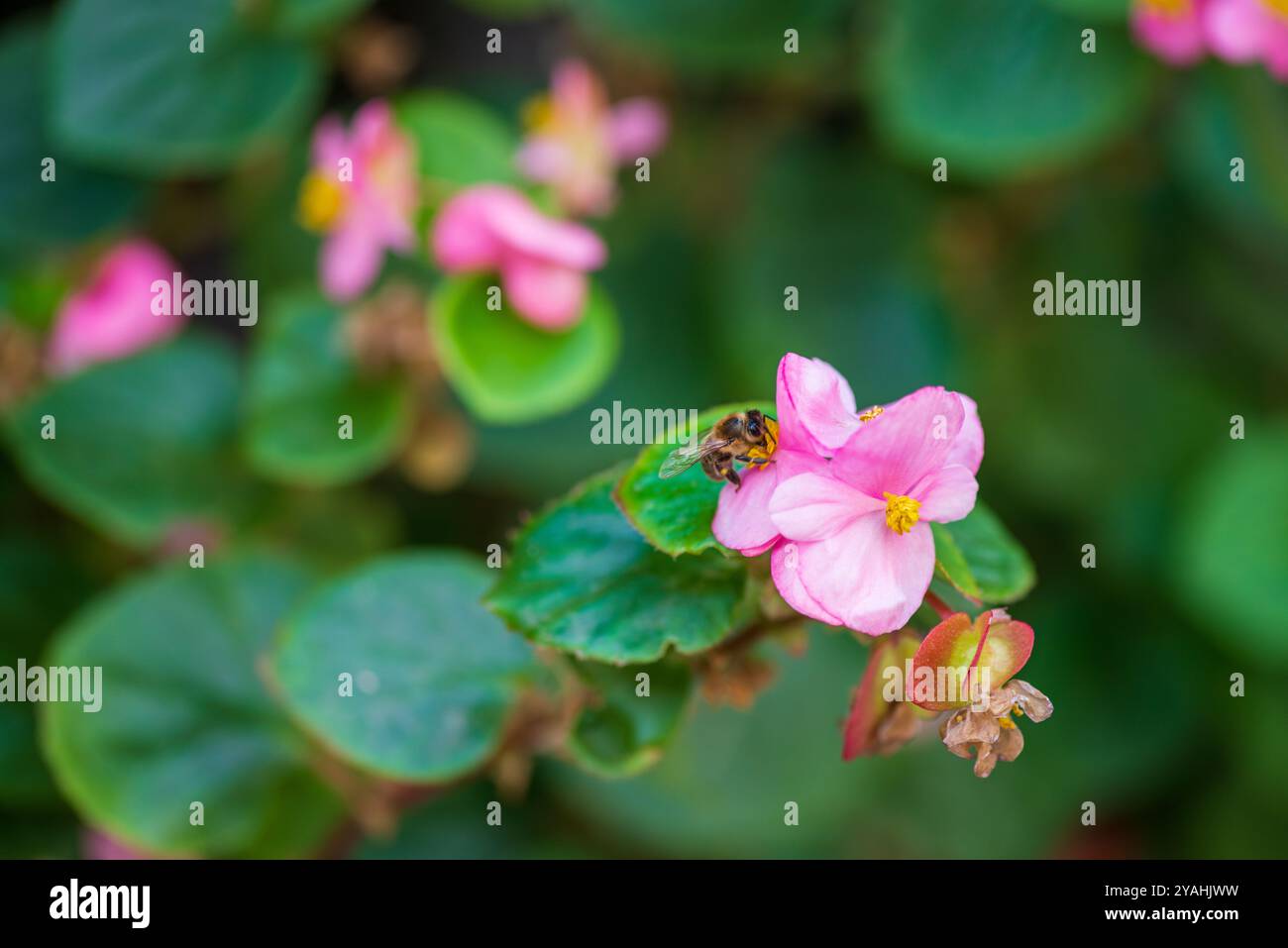 Biene bestäubt rosa Blüte. Nahaufnahme einer Biene, die auf einer rosa Blume sitzt, perfekt für Naturkonzepte. Heller und schöner sonniger Tag in einer üppigen Umgebung Stockfoto