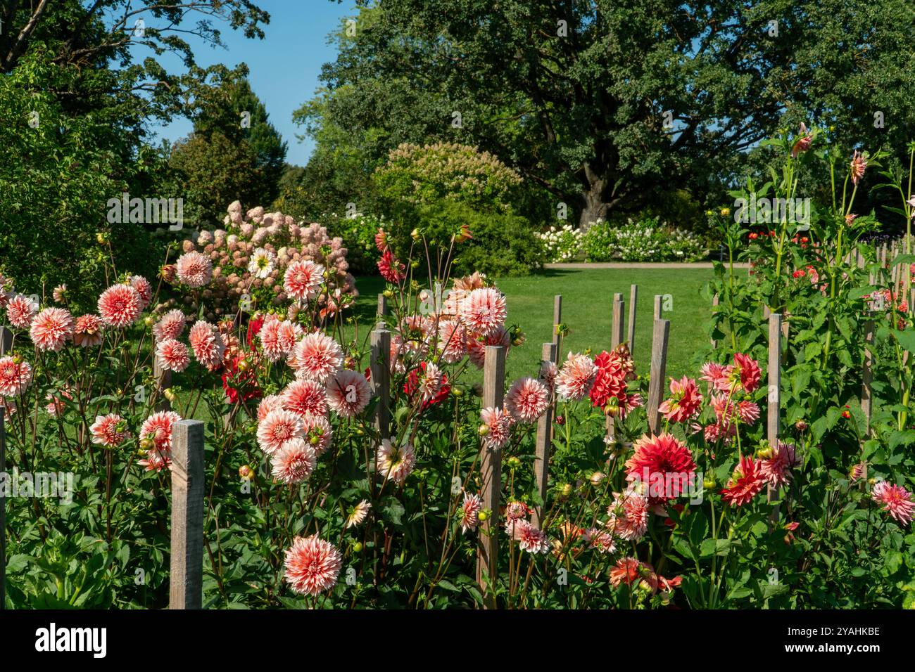 Das Blumenbeet des botanischen Gartens, gefüllt mit Dahlien in voller Blüte, verleiht dem Landschaftsdesign des Parks einen Hauch von lebendigen Farben. Diese friedliche Szene Stockfoto