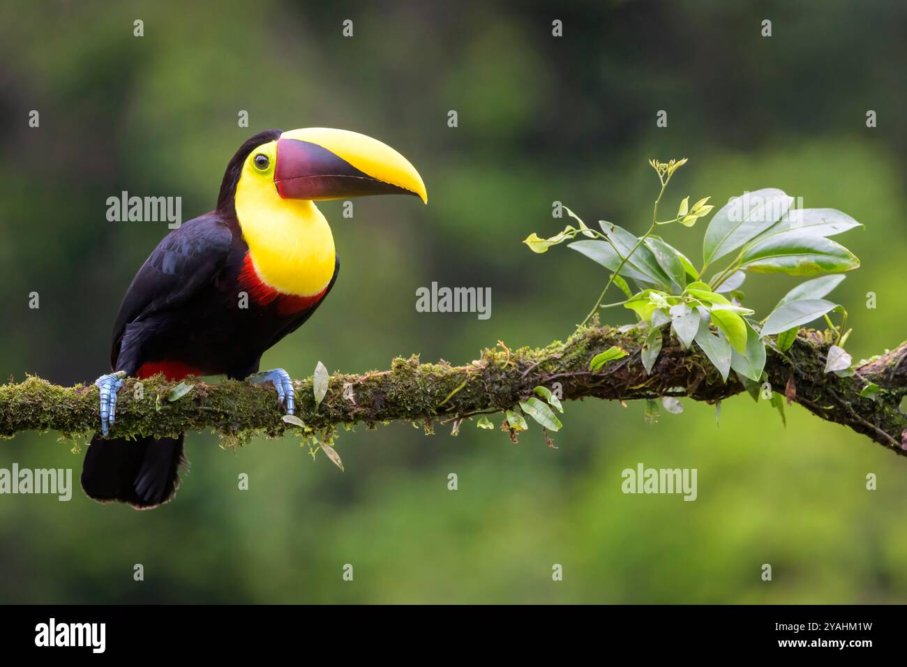 Schwarzmandiblierte Tukan (Ramphastos ambiguus), die auf einem Zweig mit Moos und Bromeliade, Costa Rica, thront. Stockfoto