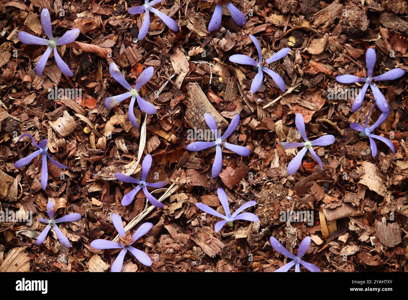 Petrea volubilis, oder lila Kranz, fallen Blumen auf den Boden. Guadeloupe Botanischer Garten in Deshaies. Stockfoto