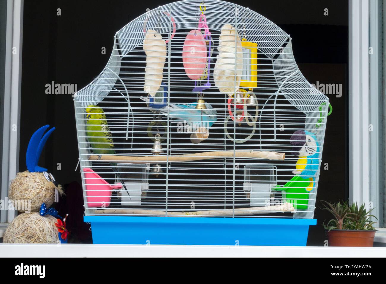 Ein Käfig mit Wellensittichen in einem offenen Fenster Stockfoto