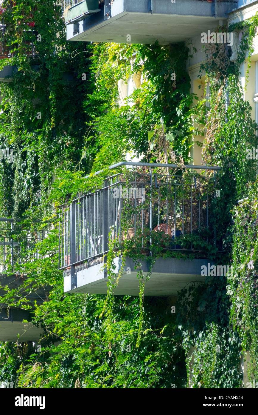 Immergrüne Pflanzen Wachsen Balkon Berlin Deutschland Europa Berlin Balcony Garden Stockfoto