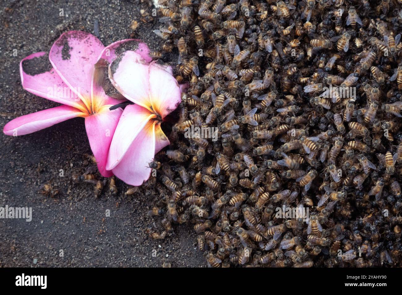 03.11.2023, Indonesien, Lombok, Keroya - Bienenschwarm auf dem Boden neben einer Blume. 00S231103D291CAROEX.JPG [MODELLVERSION: NICHT ZUTREFFEND, Stockfoto