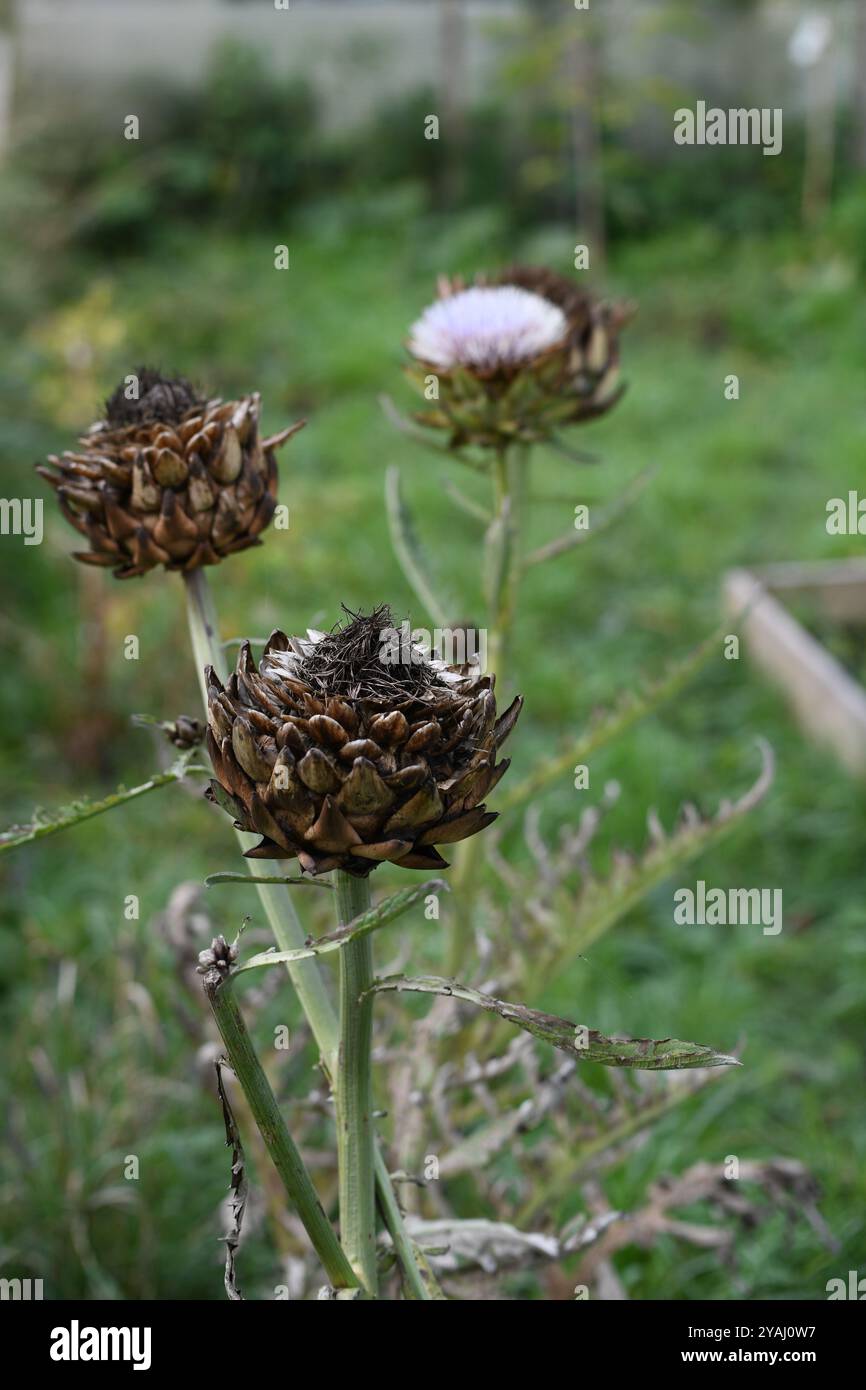 Globus Artischocken Samenköpfe Stockfoto