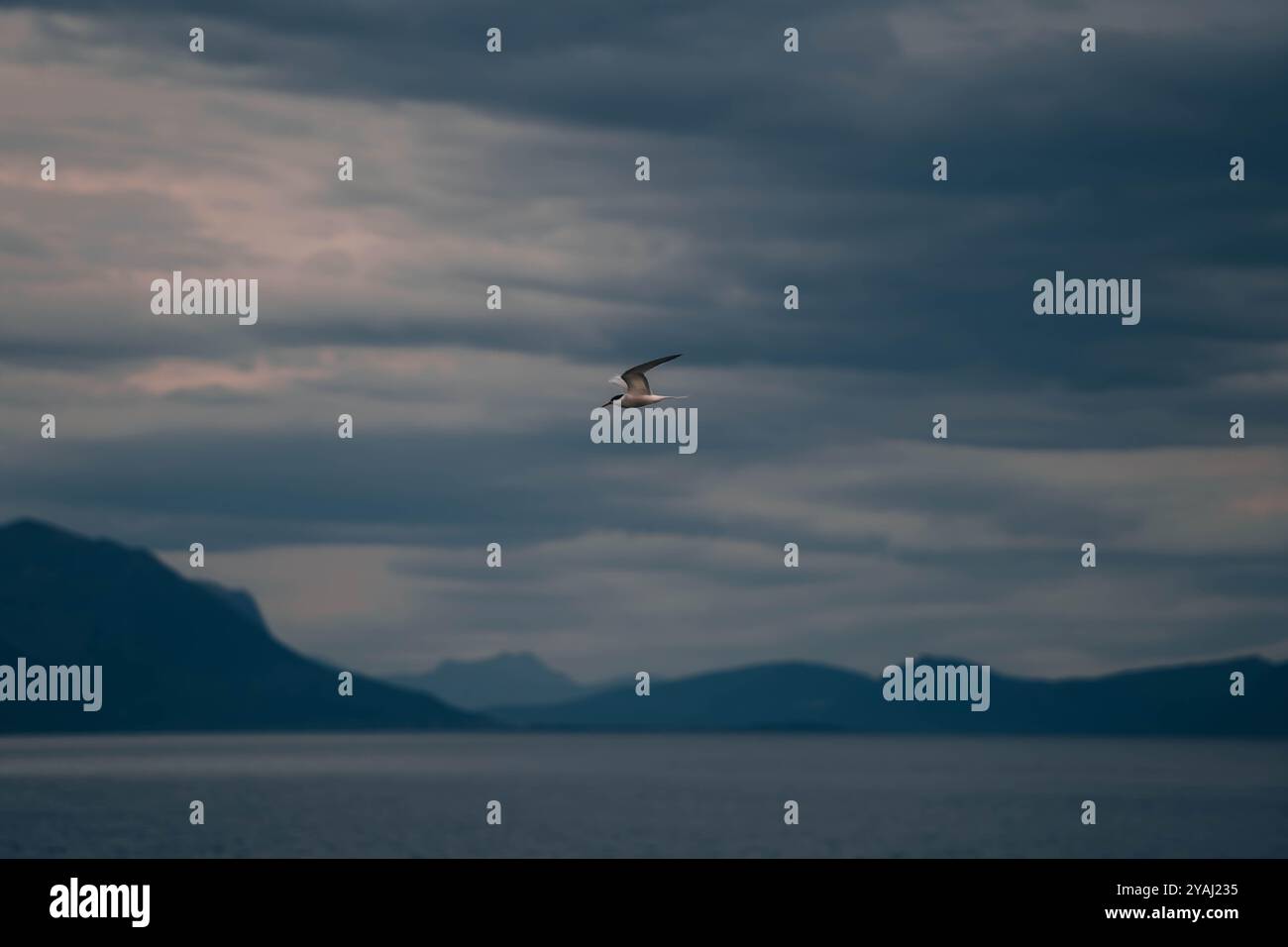 Einsamer Seevögel im Flug gegen Moody Sky und bergigen Horizont Stockfoto