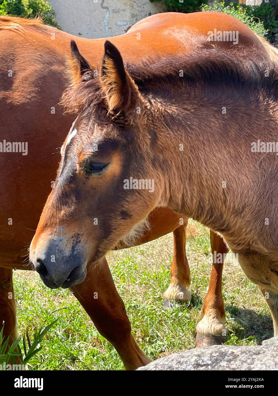 Pferdekopf. Stockfoto