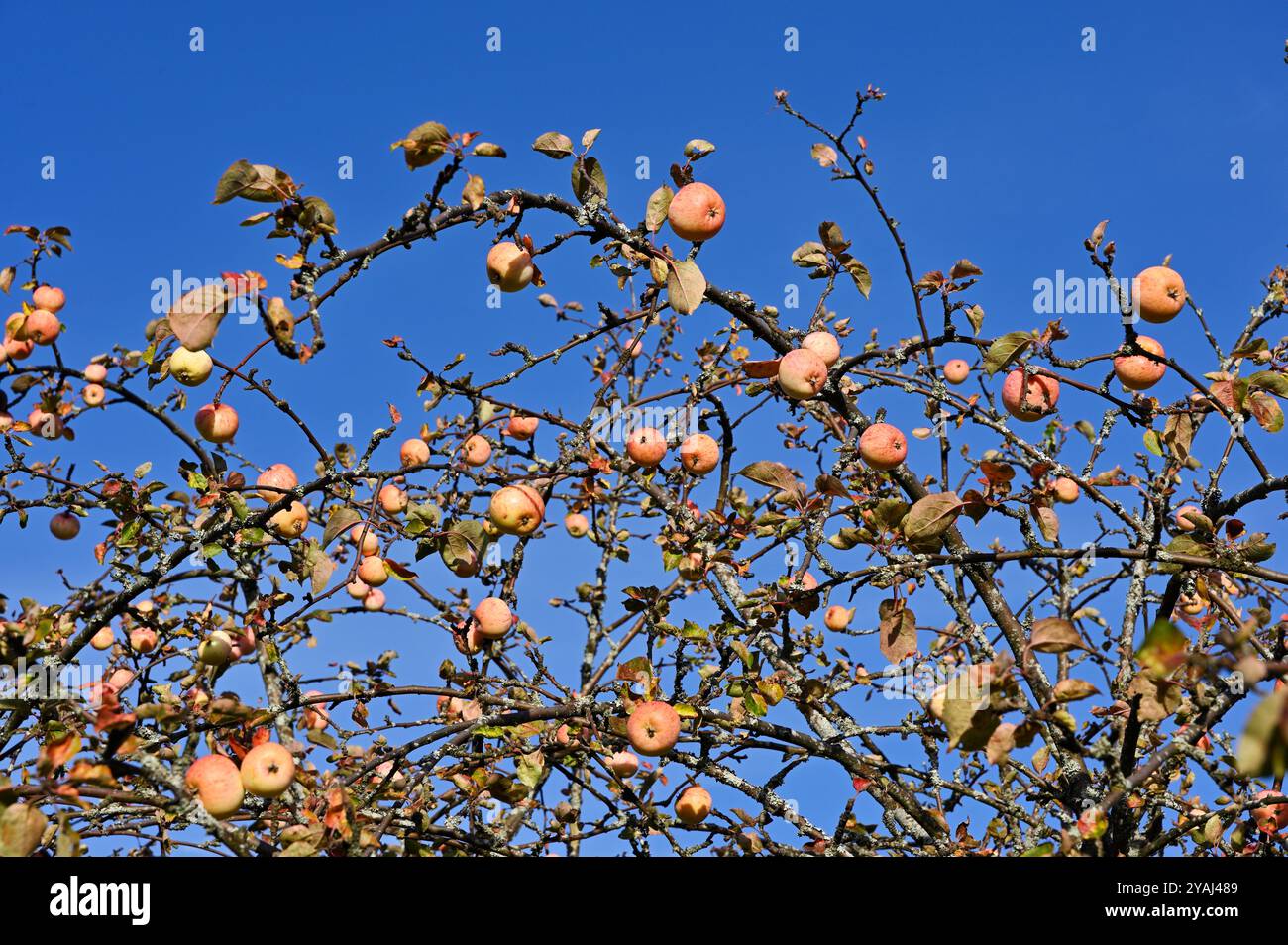 Das Foto zeigt die Äste eines fruchttragenden Baumes mit kleinen, Reifen Äpfeln vor einem klaren, leuchtend blauen Himmel. Die Zweige sind leicht Stockfoto