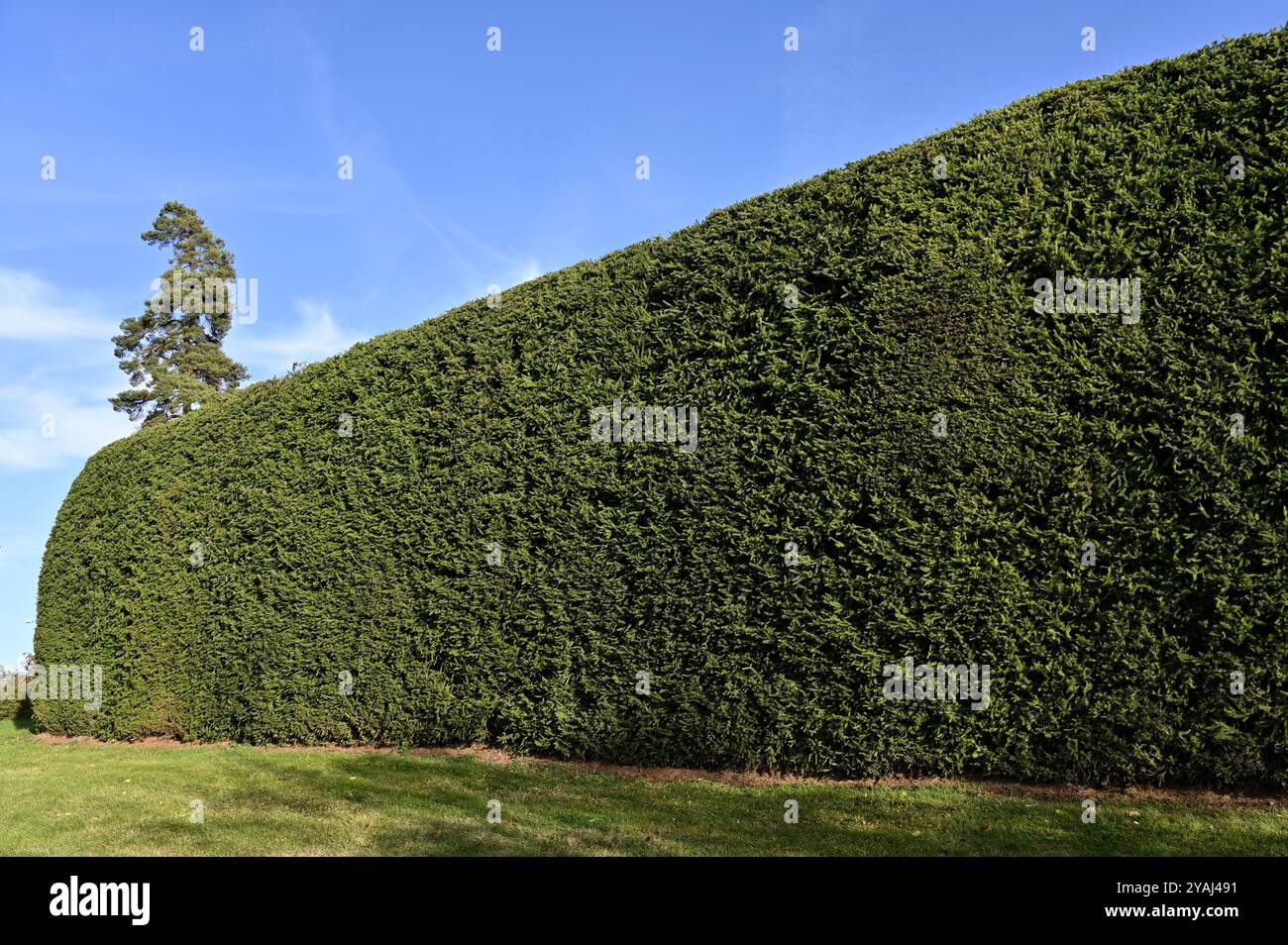 Dieses Foto zeigt eine große, sorgfältig getrimmte grüne Hecke unter einem klaren blauen Himmel. Das üppige, dichte Laub erstreckt sich horizontal über den Rahmen Stockfoto
