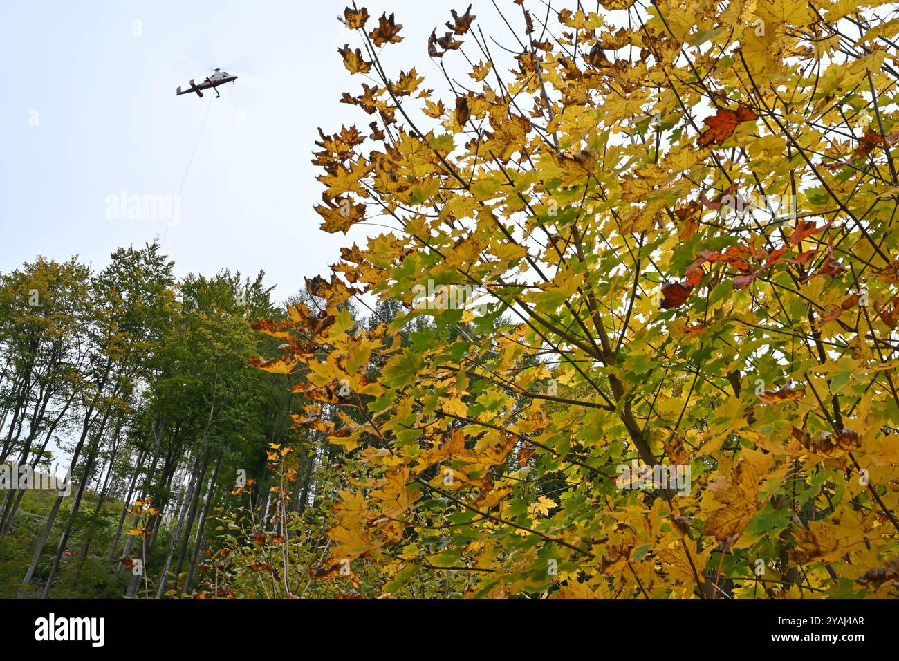14. Oktober 2024, Thüringen, Sonneberg: Im Forstdorf Hüttengrund des Forstamtes Sonneberg wird ein Helikopter der Schweizer Firma Rotex mit Spezialtechnologie zur Ernte von Buchen an einem steilen Hang eingesetzt. Am Hubschrauber ist ein Hängeseil befestigt, das der Pilot während des Fluges an den Baum manövriert. Ein Förster am Baum befestigt das Seil und sägt einen Teil des Stammes über ihm ab, der dann hängend vom Helikopter wegtransportiert wird. Diese Hubschraubergestützte Holzerntetechnik wird hier für eine Verkehrssicherheitsmaßnahme der ThüringenForst-AöR eingesetzt. Foto: Stockfoto