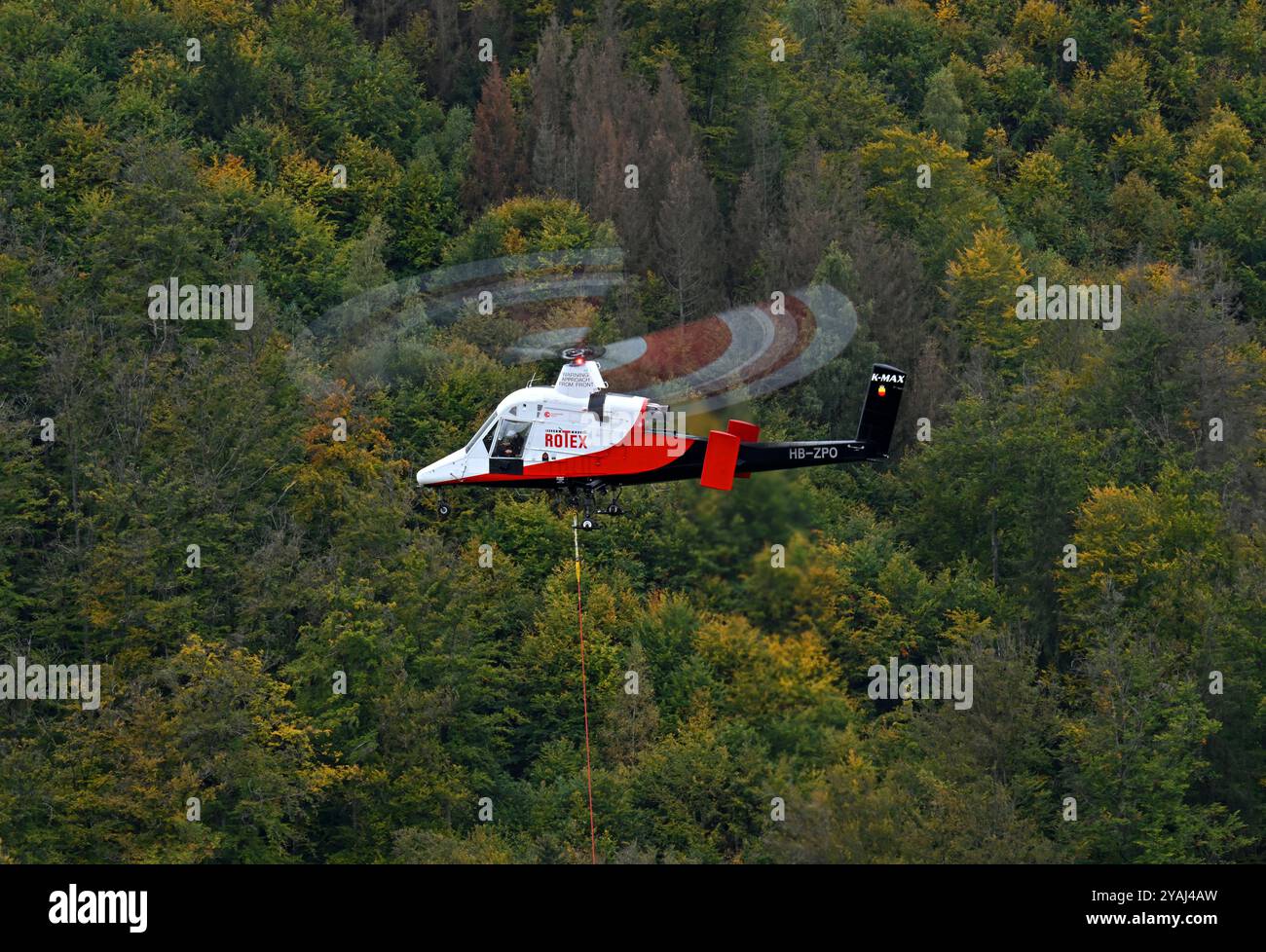 14. Oktober 2024, Thüringen, Sonneberg: Im Forstdorf Hüttengrund des Forstamtes Sonneberg wird ein Helikopter der Schweizer Firma Rotex mit Spezialtechnologie zur Ernte von Buchen an einem steilen Hang eingesetzt. Am Hubschrauber ist ein Hängeseil befestigt, das der Pilot während des Fluges an den Baum manövriert. Ein Förster am Baum befestigt das Seil und sägt einen Teil des Stammes über ihm ab, der dann hängend vom Helikopter wegtransportiert wird. Diese Hubschraubergestützte Holzerntetechnik wird hier für eine Verkehrssicherheitsmaßnahme der ThüringenForst-AöR eingesetzt. Foto: Stockfoto