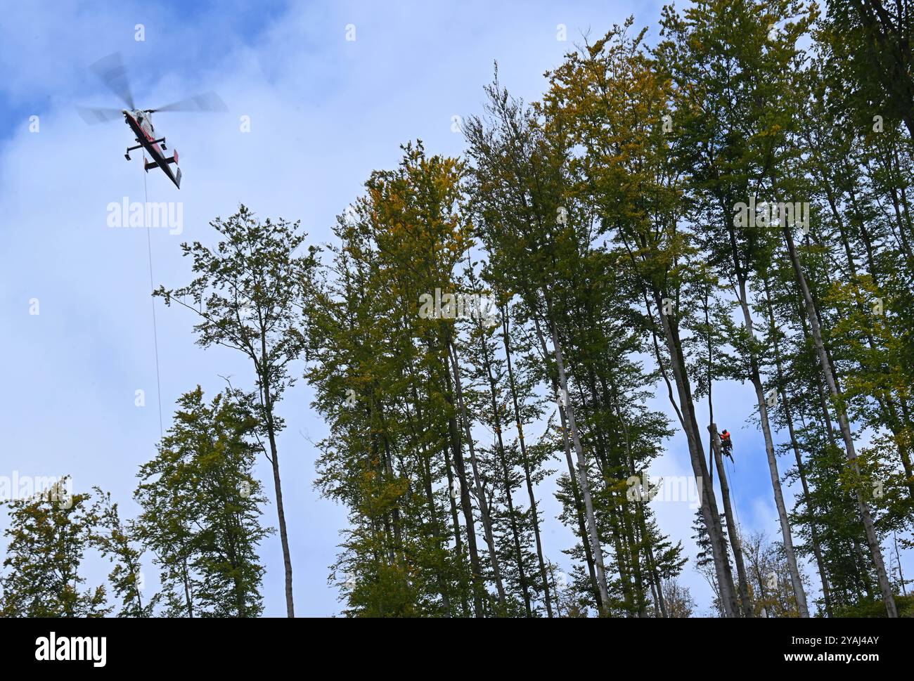 14. Oktober 2024, Thüringen, Sonneberg: Im Forstdorf Hüttengrund des Forstamtes Sonneberg wird ein Helikopter der Schweizer Firma Rotex mit Spezialtechnologie zur Ernte von Buchen an einem steilen Hang eingesetzt. Am Hubschrauber ist ein Hängeseil befestigt, das der Pilot während des Fluges an den Baum manövriert. Ein Förster am Baum befestigt das Seil und sägt einen Teil des Stammes über ihm ab, der dann hängend vom Helikopter wegtransportiert wird. Diese Hubschraubergestützte Holzerntetechnik wird hier für eine Verkehrssicherheitsmaßnahme der ThüringenForst-AöR eingesetzt. Foto: Stockfoto