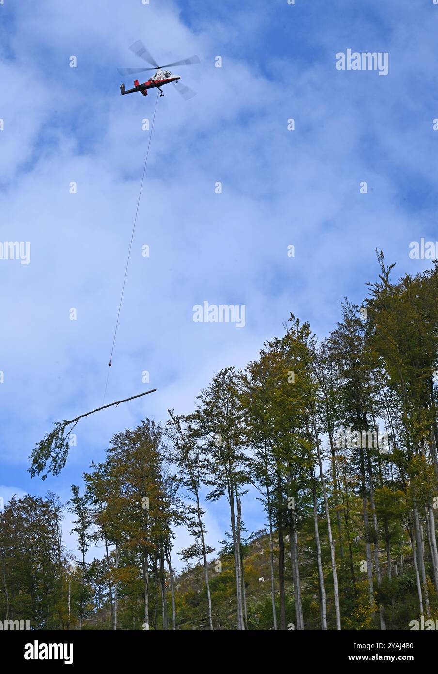 14. Oktober 2024, Thüringen, Sonneberg: Im Forstdorf Hüttengrund des Forstamtes Sonneberg wird ein Helikopter der Schweizer Firma Rotex mit Spezialtechnologie zur Ernte von Buchen an einem steilen Hang eingesetzt. Am Hubschrauber ist ein Hängeseil befestigt, das der Pilot während des Fluges an den Baum manövriert. Ein Förster am Baum befestigt das Seil und sägt einen Teil des Stammes über ihm ab, der dann hängend vom Helikopter wegtransportiert wird. Diese Hubschraubergestützte Holzerntetechnik wird hier für eine Verkehrssicherheitsmaßnahme der ThüringenForst-AöR eingesetzt. Foto: Stockfoto