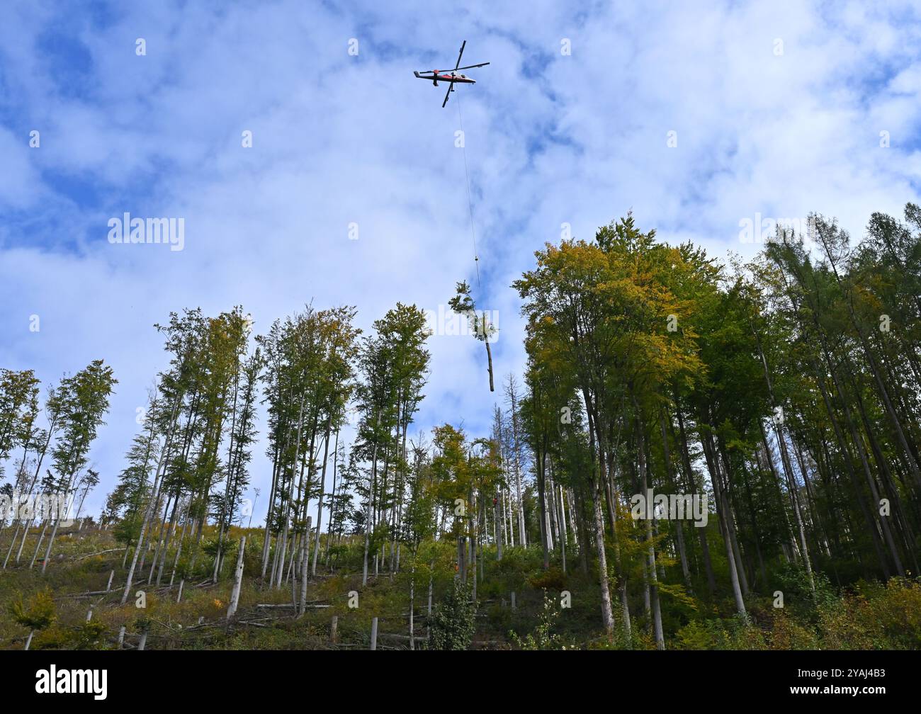 14. Oktober 2024, Thüringen, Sonneberg: Im Forstdorf Hüttengrund des Forstamtes Sonneberg wird ein Helikopter der Schweizer Firma Rotex mit Spezialtechnologie zur Ernte von Buchen an einem steilen Hang eingesetzt. Am Hubschrauber ist ein Hängeseil befestigt, das der Pilot während des Fluges an den Baum manövriert. Ein Förster am Baum befestigt das Seil und sägt einen Teil des Stammes über ihm ab, der dann hängend vom Helikopter wegtransportiert wird. Diese Hubschraubergestützte Holzerntetechnik wird hier für eine Verkehrssicherheitsmaßnahme der ThüringenForst-AöR eingesetzt. Foto: Stockfoto