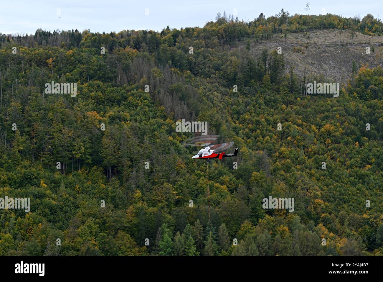 14. Oktober 2024, Thüringen, Sonneberg: Im Forstdorf Hüttengrund des Forstamtes Sonneberg wird ein Helikopter der Schweizer Firma Rotex mit Spezialtechnologie zur Ernte von Buchen an einem steilen Hang eingesetzt. Am Hubschrauber ist ein Hängeseil befestigt, das der Pilot während des Fluges an den Baum manövriert. Ein Förster am Baum befestigt das Seil und sägt einen Teil des Stammes über ihm ab, der dann hängend vom Helikopter wegtransportiert wird. Diese Hubschraubergestützte Holzerntetechnik wird hier für eine Verkehrssicherheitsmaßnahme der ThüringenForst-AöR eingesetzt. Foto: Stockfoto