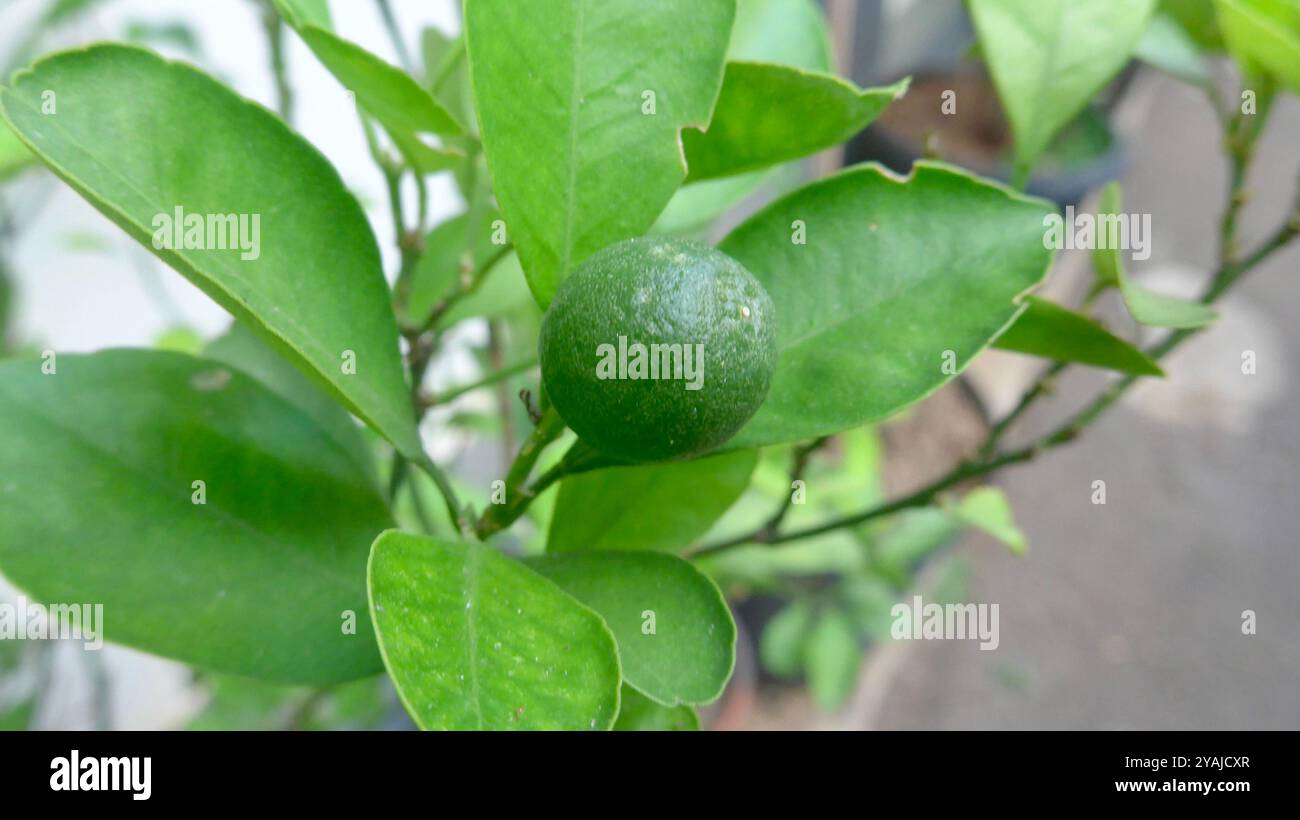 Makrofoto von reifer grüner Schlüsselkalk. Key Lime oder Säure Lime ist ein Zitrus-Hybrid, der im tropischen Südostasien beheimatet ist. Stockfoto