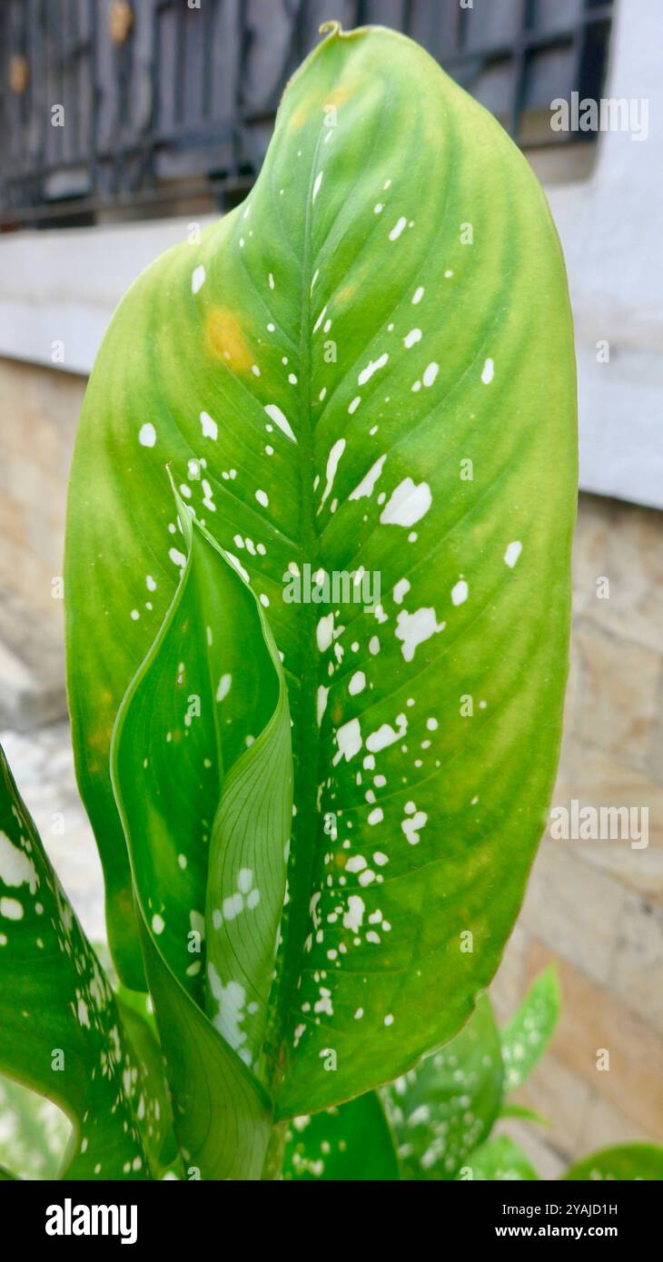 Frische grüne Dieffenbachia seguine Blätter auf dem Garten tagsüber. Diese Pflanzen werden auch als Dumbcane bezeichnet Stockfoto