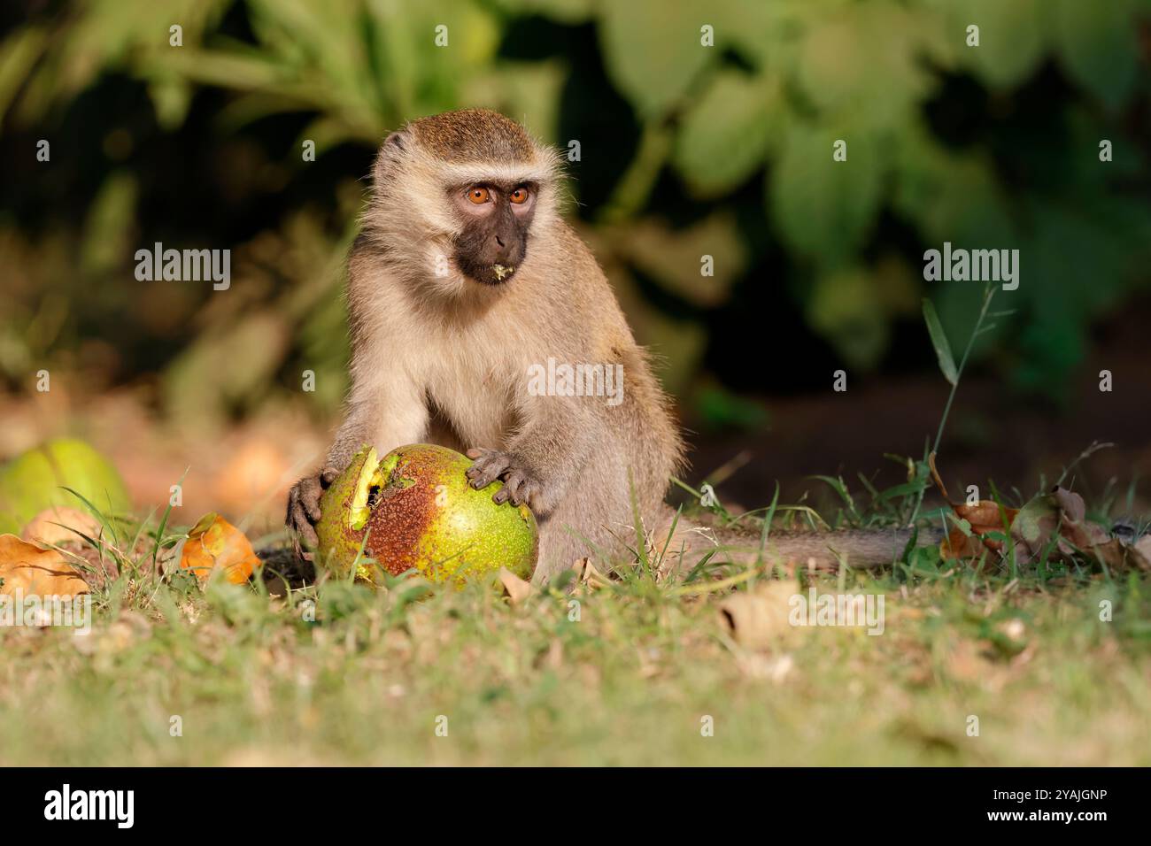 Wirbelaffen, Chlorocebus pygerythrus. Essen Sie einen Windfall-Affenapfel auf dem Gelände der Elephant hab Lodge, Queen Elizabeth National Park. Stockfoto