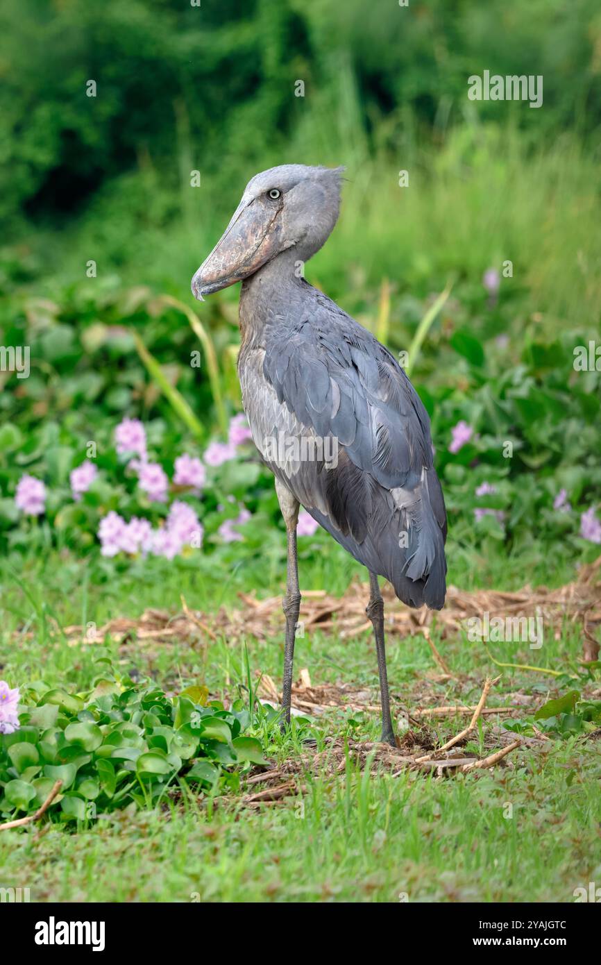 Shoebill, Balaeniceps rex, alternativ Whalebill, Walkopfstorch und Schuhschnabelstorch im Mabamba Swamp, Entebbe, Uganda Stockfoto