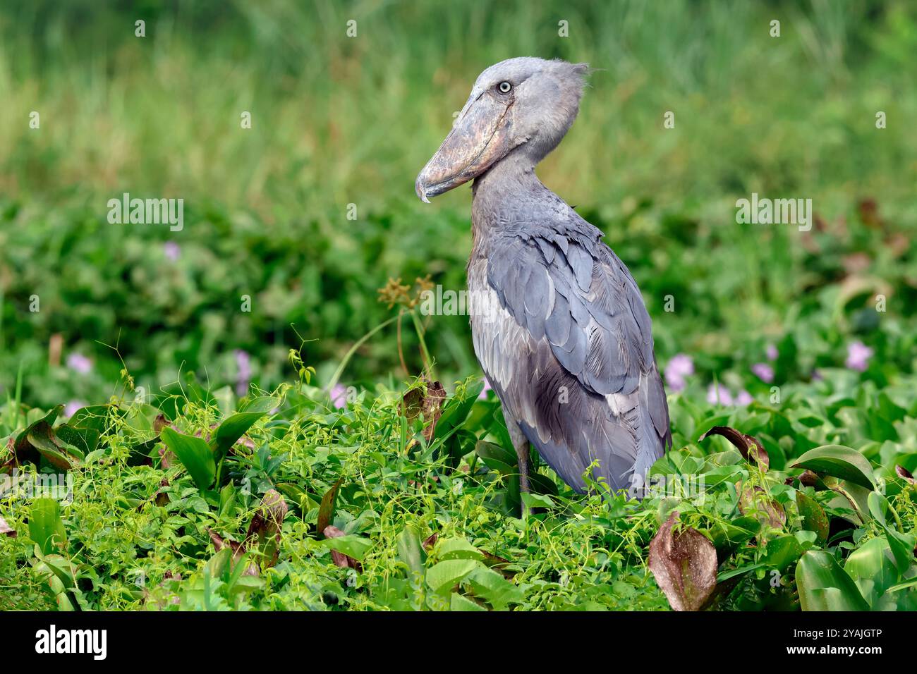 Shoebill, Balaeniceps rex, alternativ Whalebill, Walkopfstorch und Schuhschnabelstorch im Mabamba Swamp, Entebbe, Uganda Stockfoto