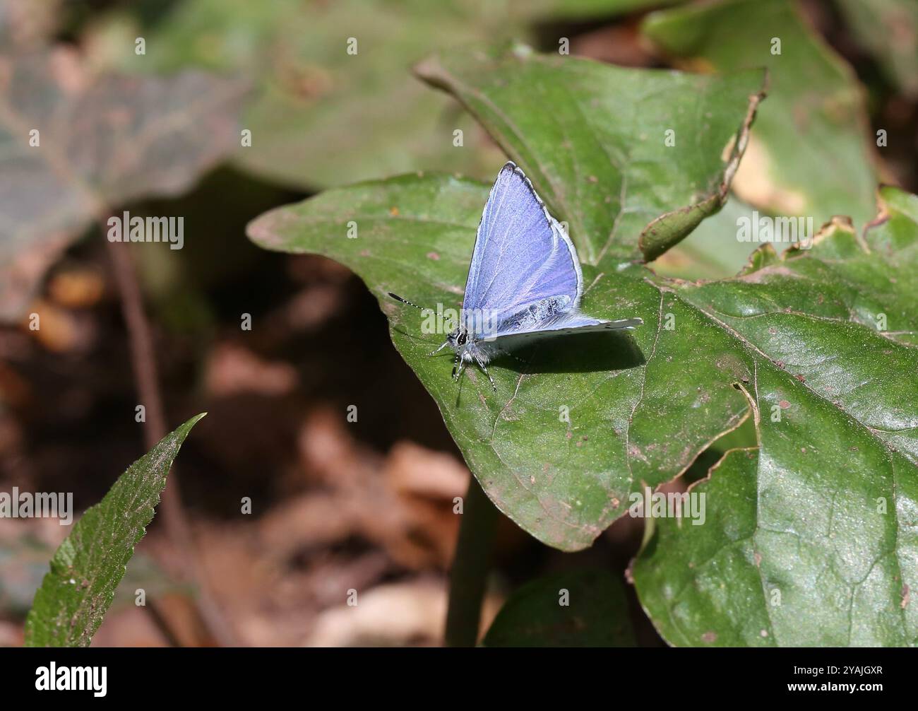 Holly Blue Butterfly männlich - Celastrina argiolus Stockfoto